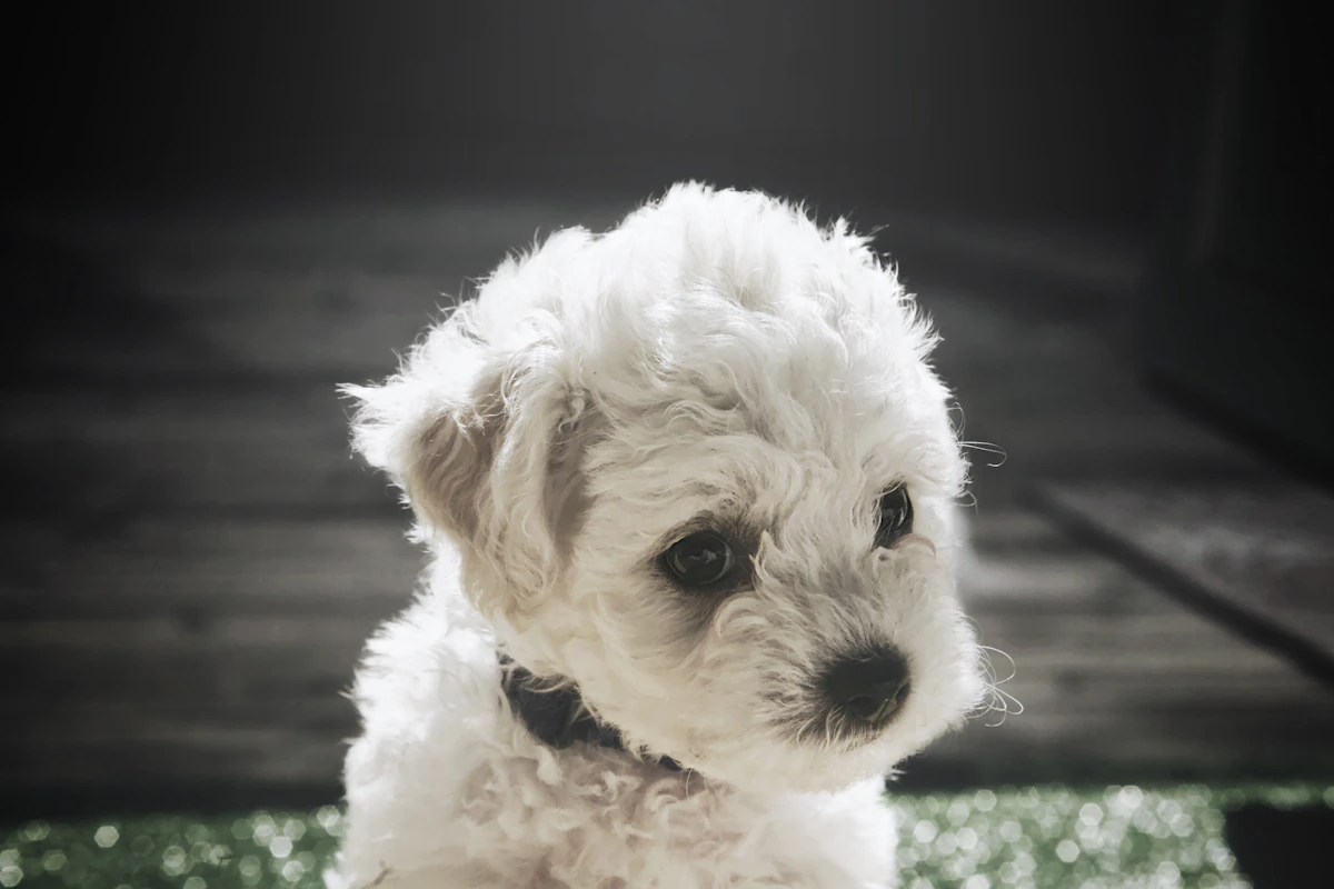 Small white puppy sitting on a green carpet