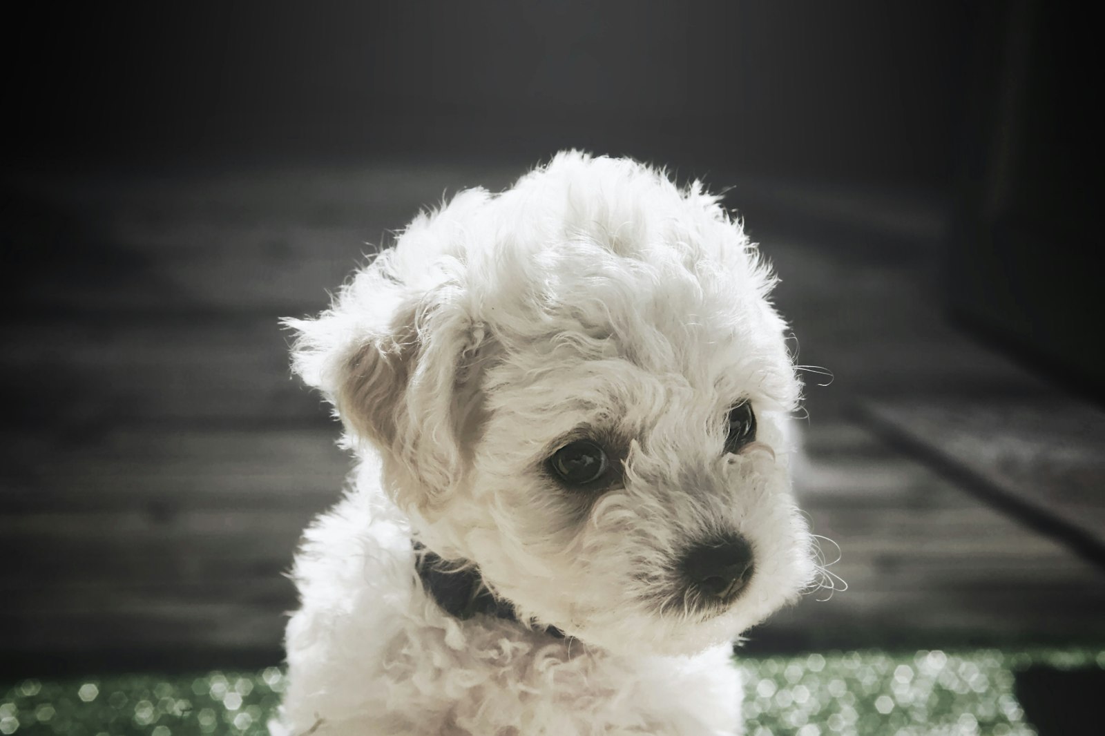 Bichon Frise Bootcamp: A 7-Day Loose-Leash Plan