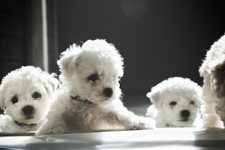 a group of small white dogs sitting next to each other