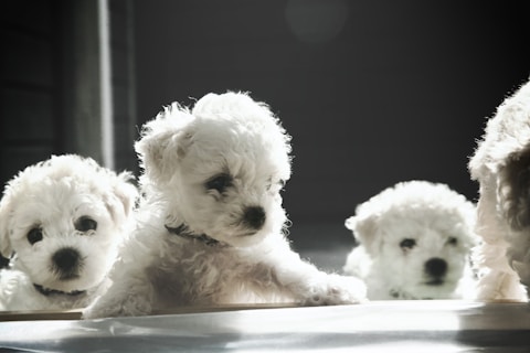a group of small white dogs sitting next to each other