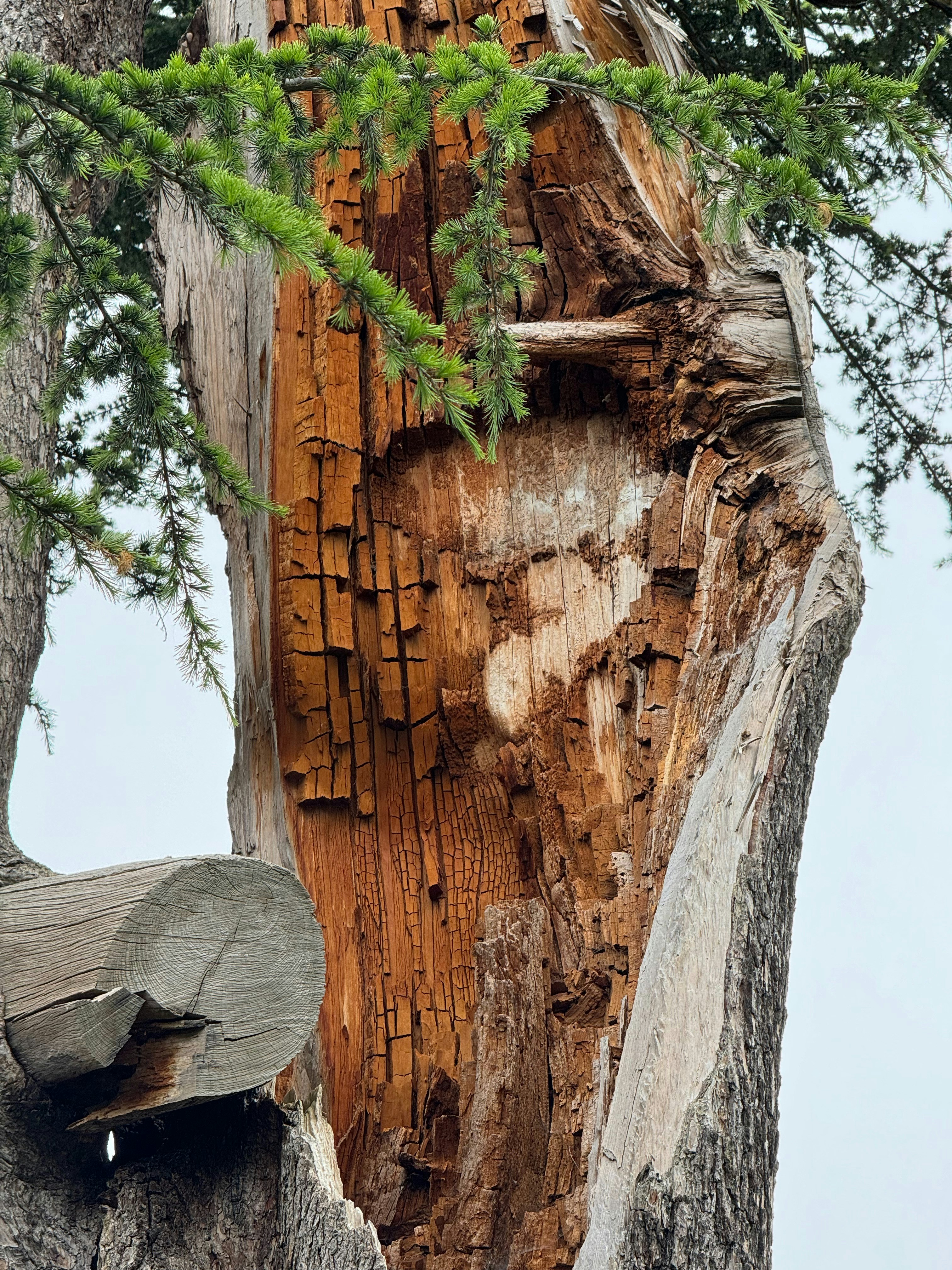 Irrigation system valves and wiring in a trench, showcasing components relevant to irrigation inspections in Chicago.