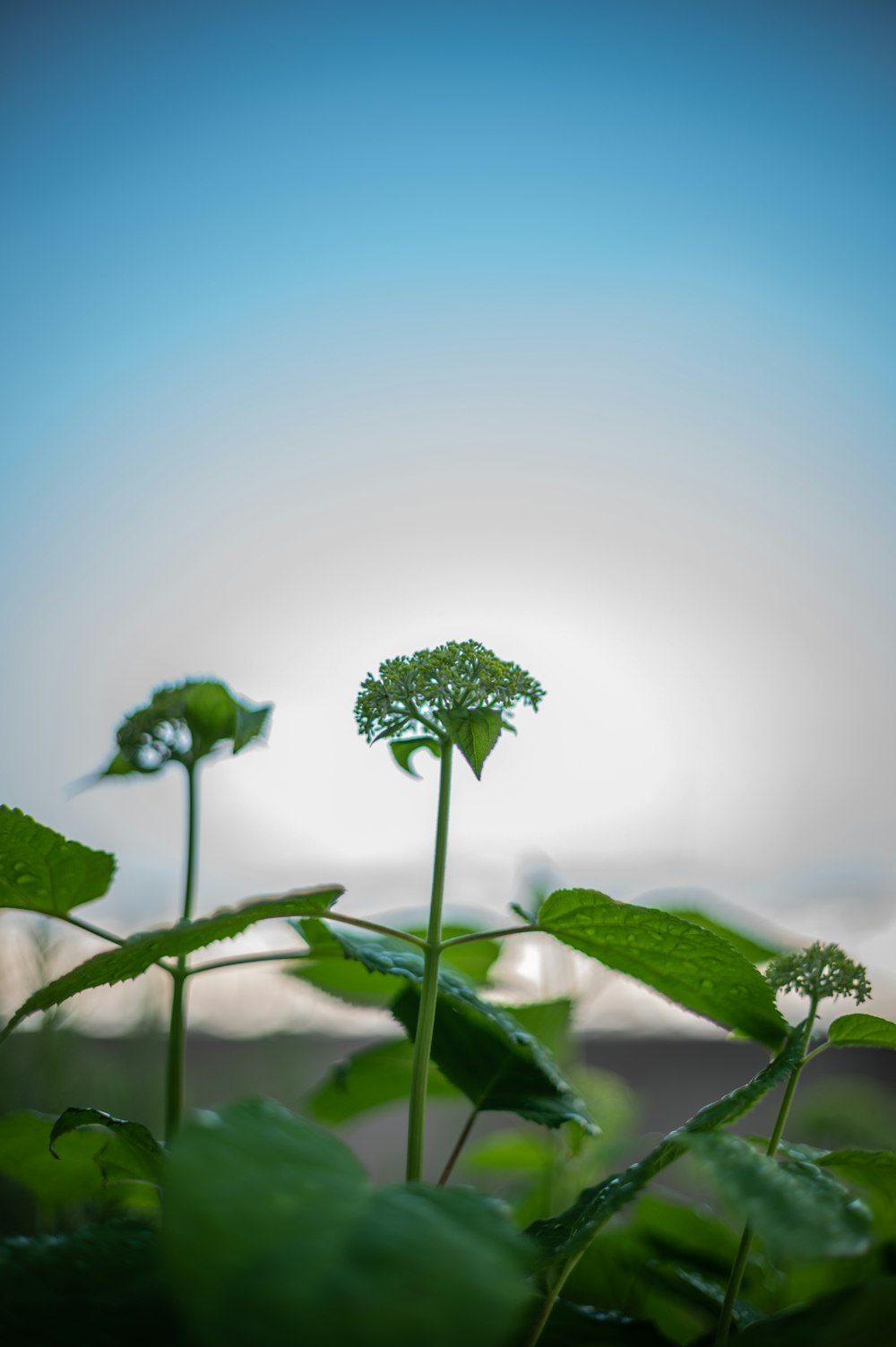 a close up of a plant with a sky in the background