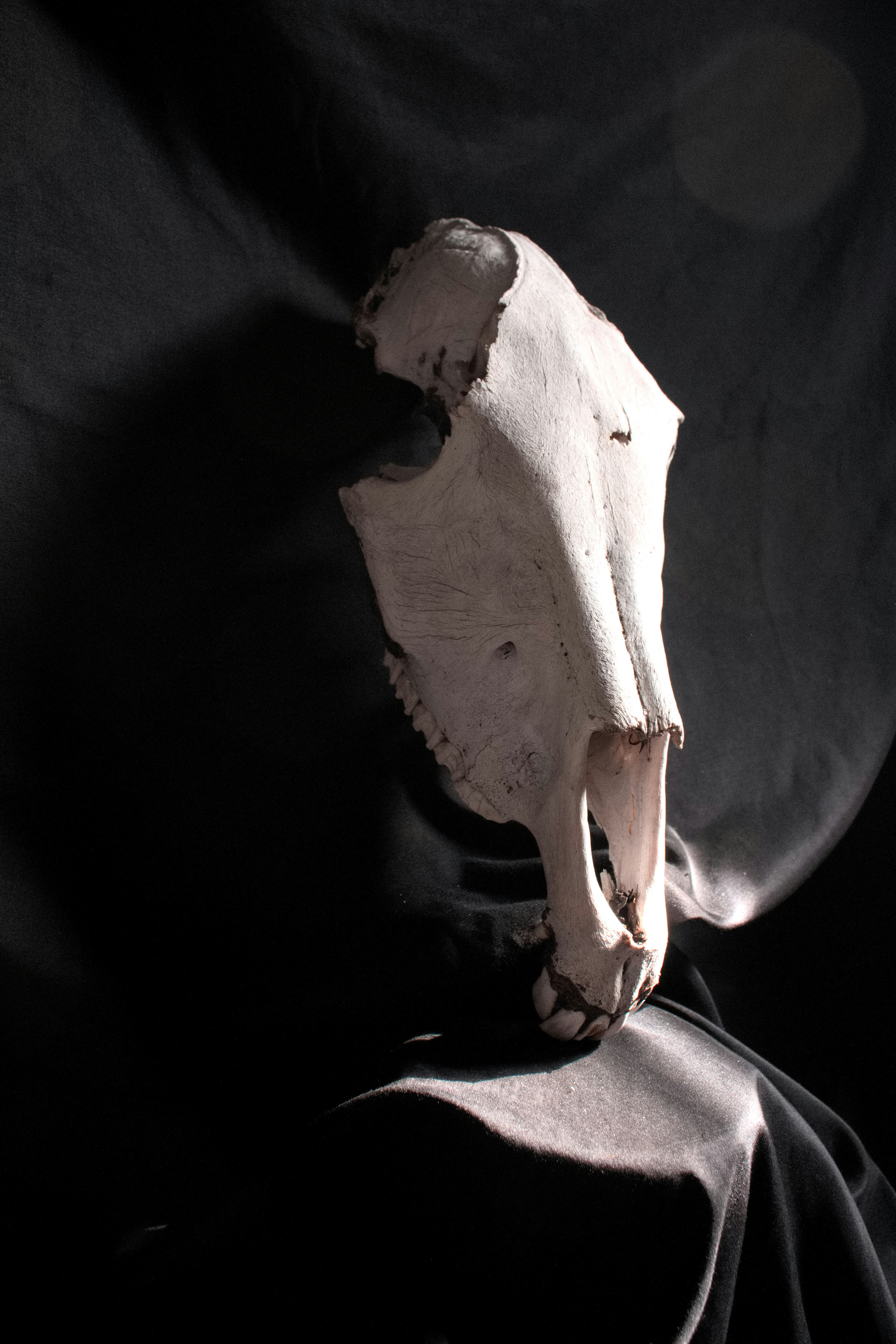 Photo by jodiegowens