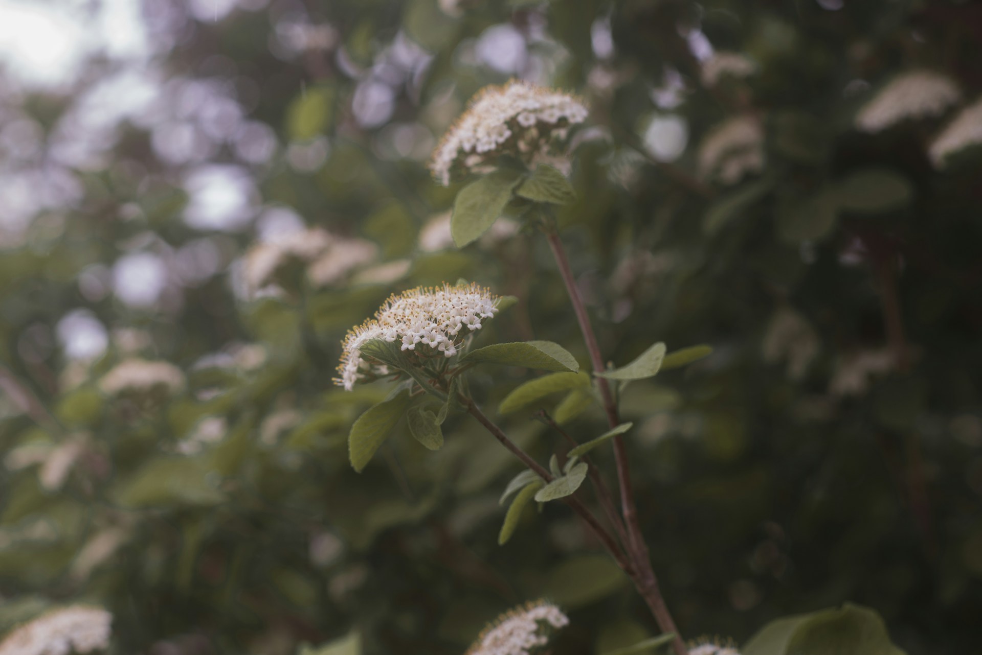 a close up of a plant with white flowers