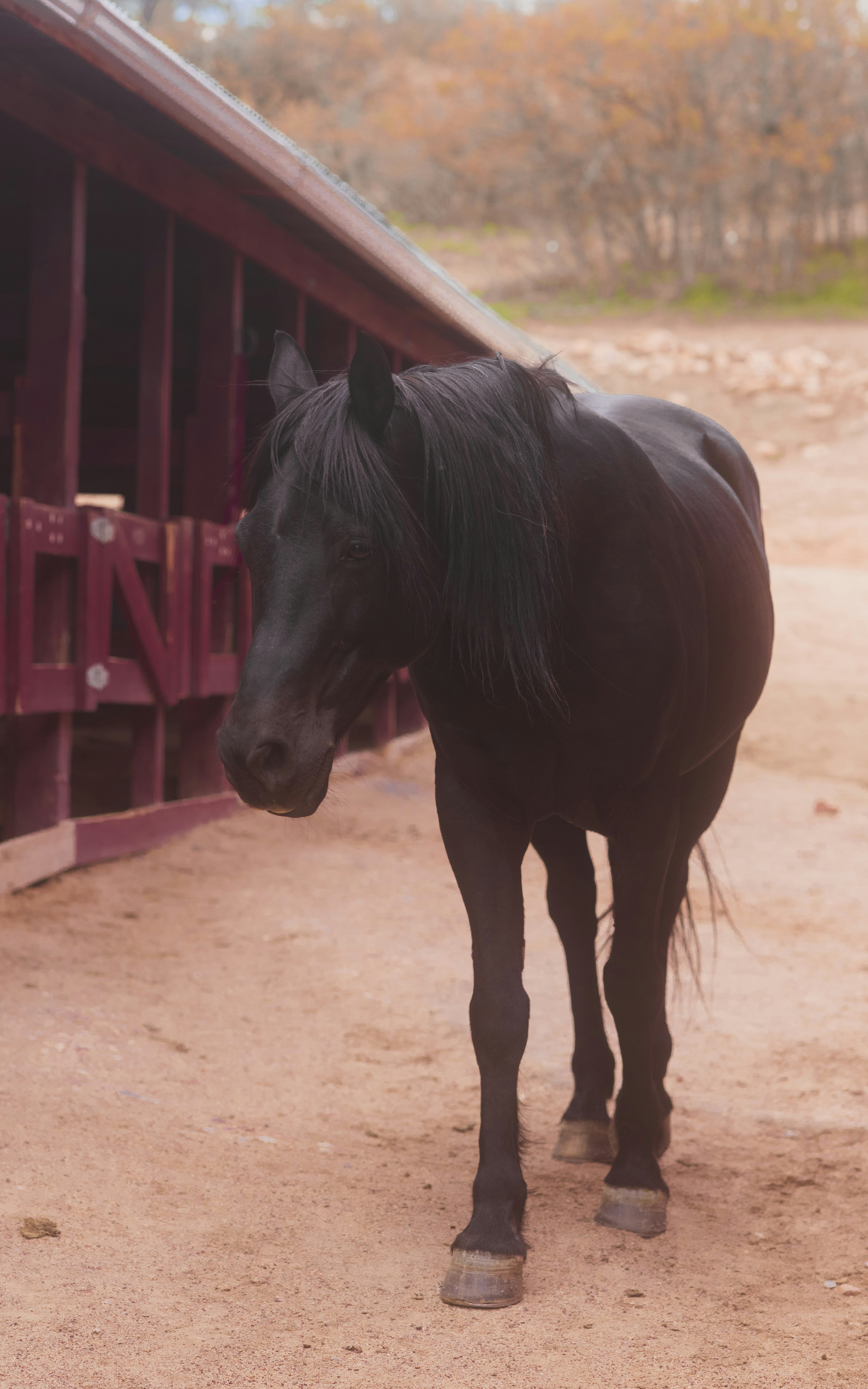 Horse standing in front of a red barn exterior