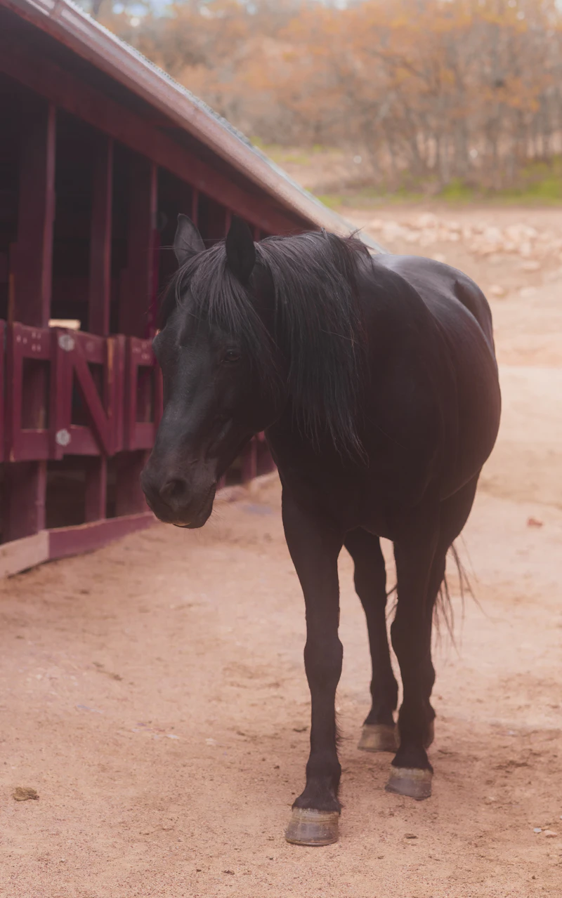 Dark horse standing in front of a red barn