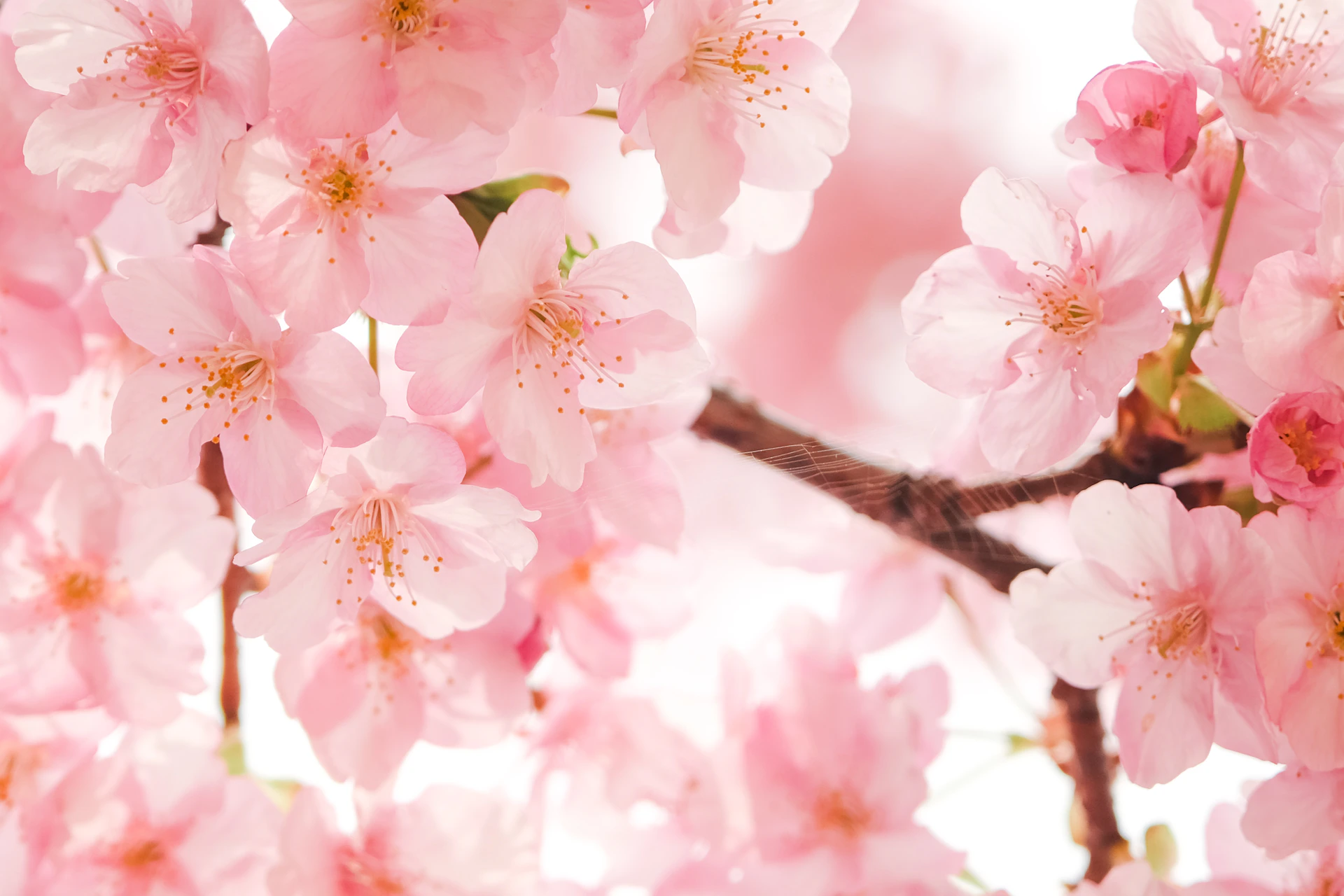 a branch of a cherry tree with pink flowers