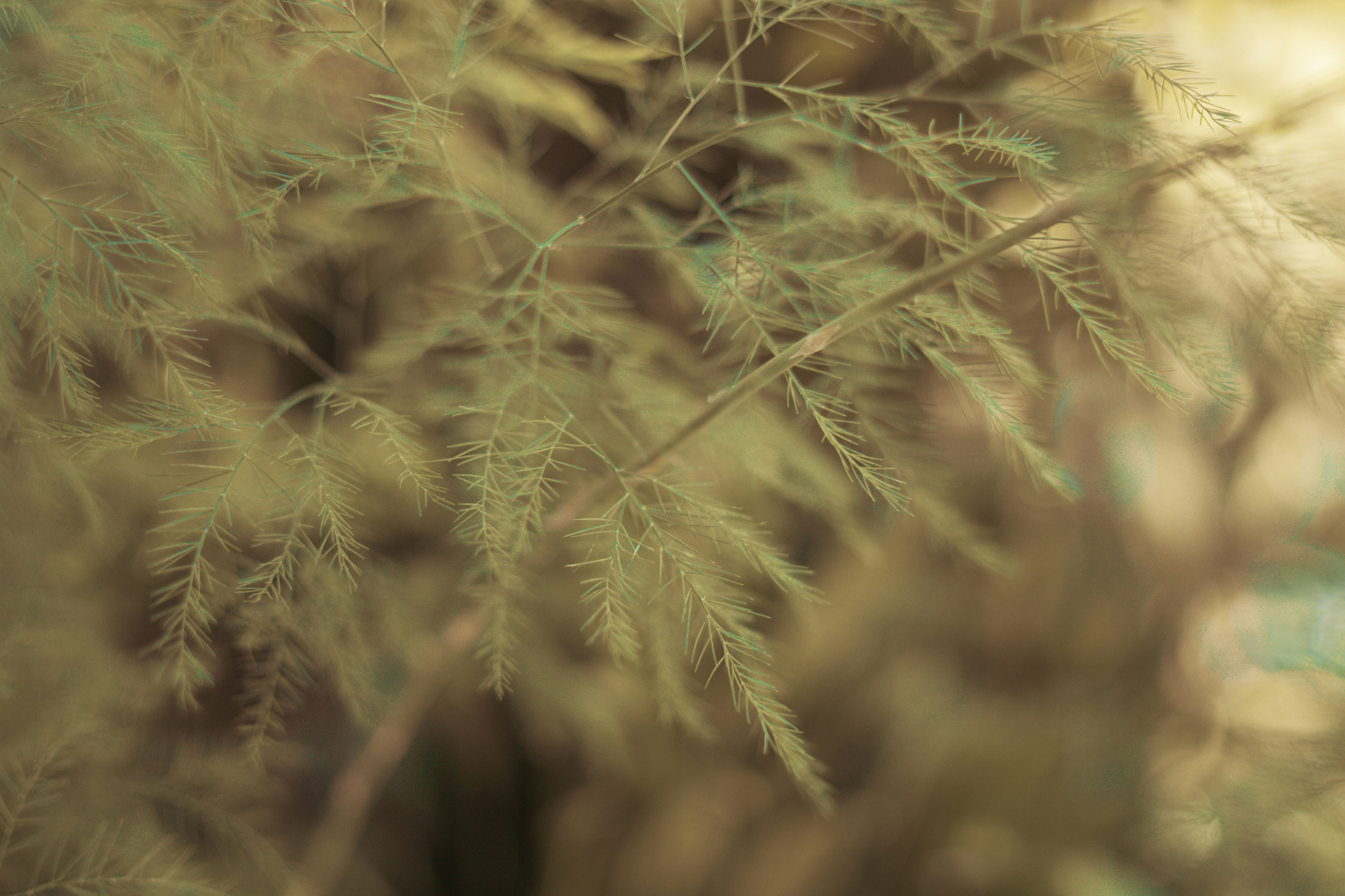 Photo by juliussalazar