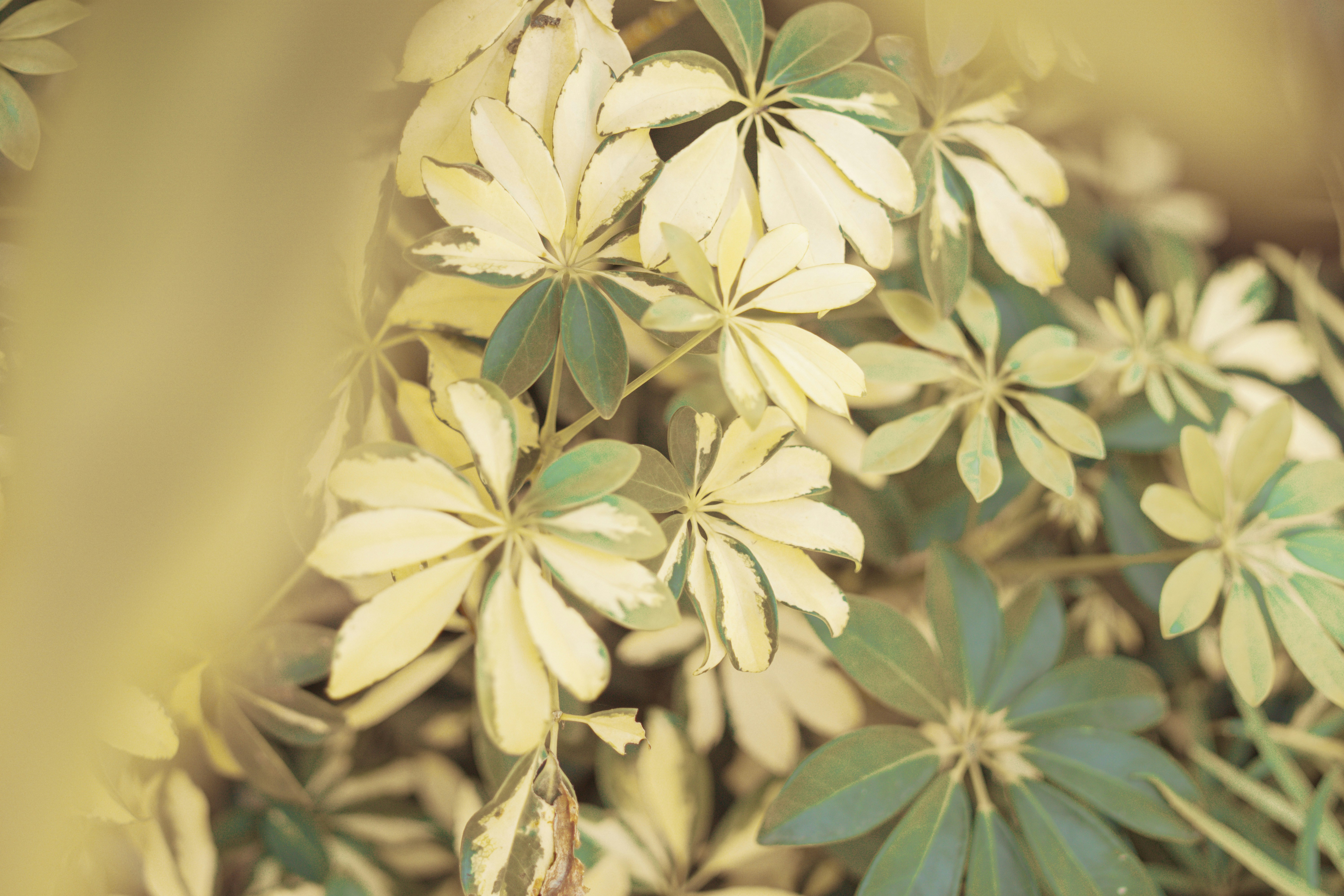 Axela Bio team and skincare process