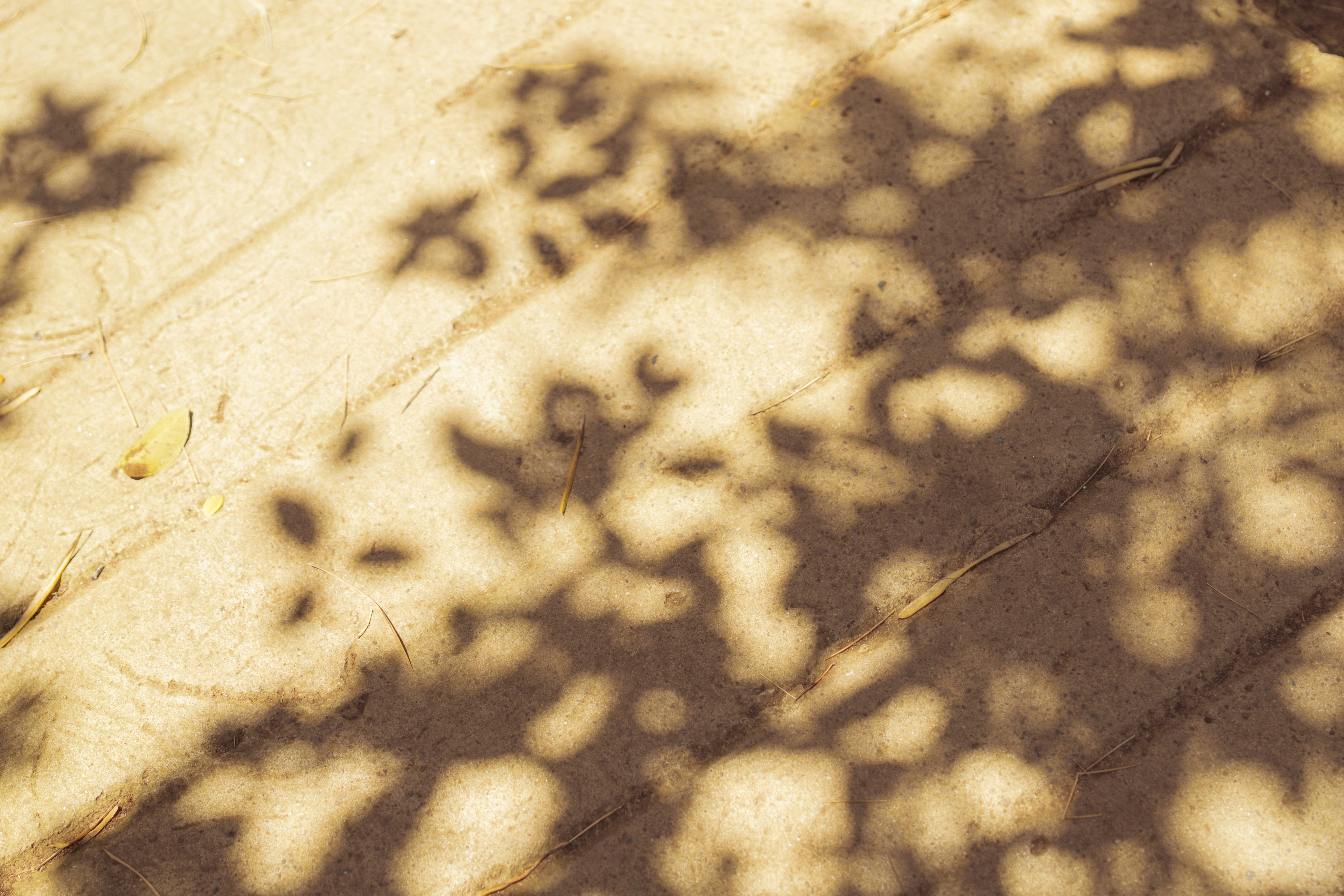 Photo by juliussalazar