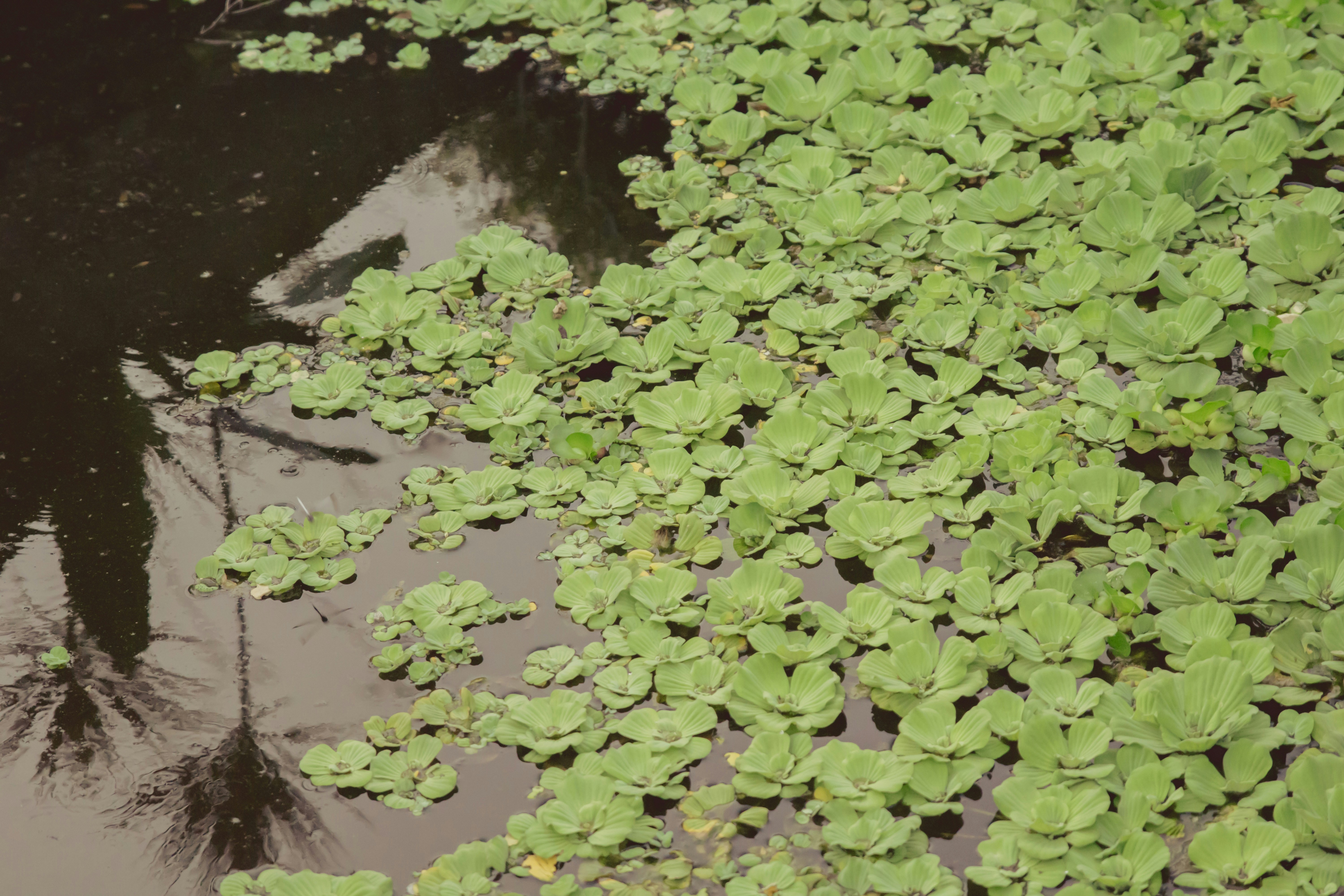 Photo by juliussalazar