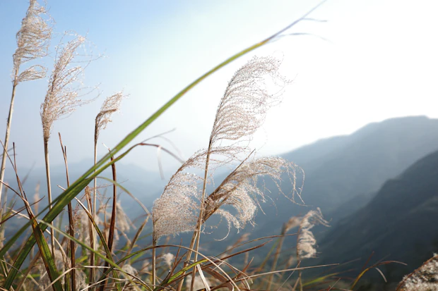 해를 마주 보고 찍어 은빛으로 빛나는 억새 이삭 (대만에서 찍은 참고 사진)
