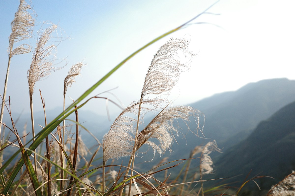 陽明山山坡上的銀白色芒花在陽光下隨風搖曳，遠方是層疊山稜