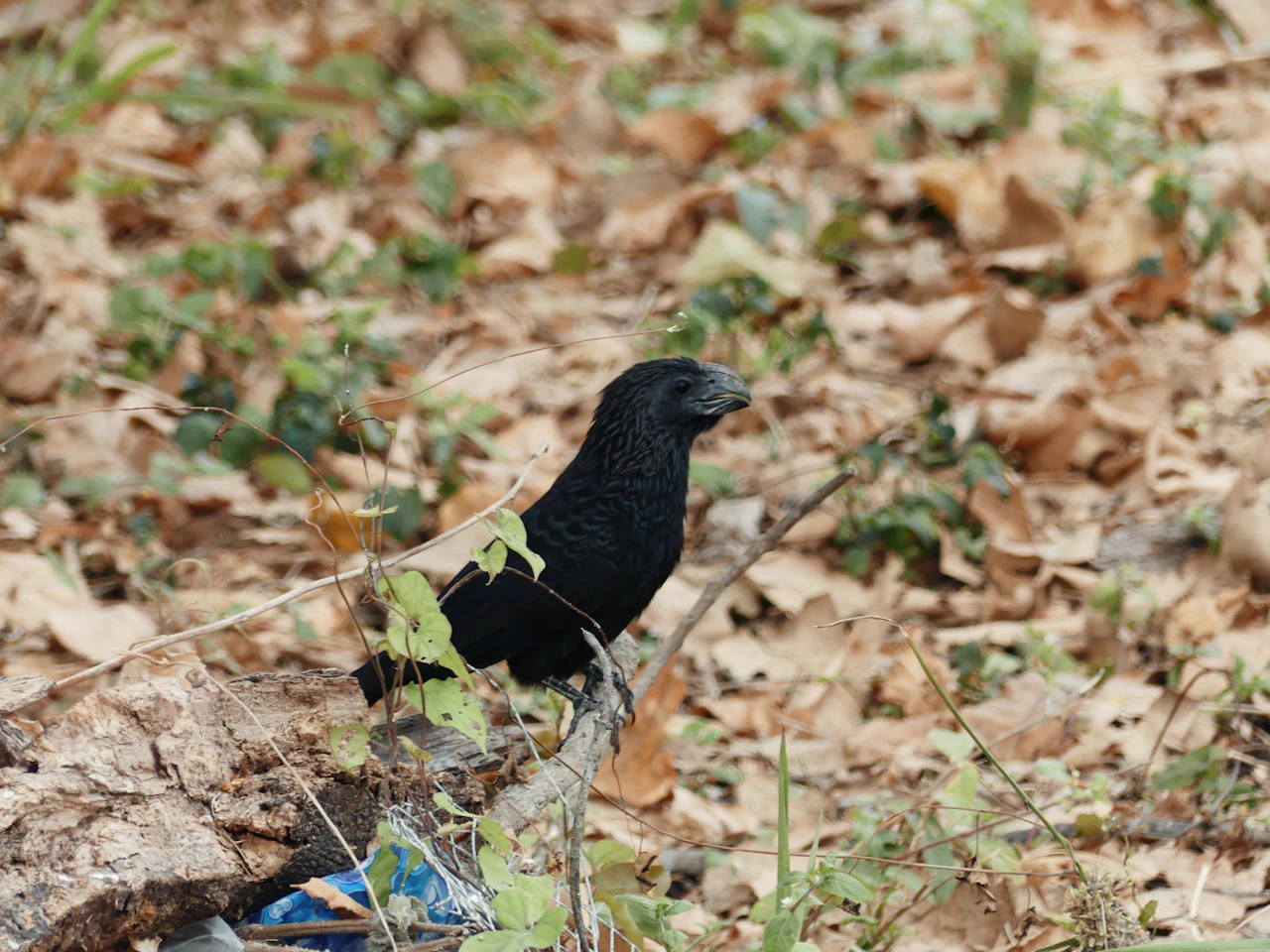 A glossy black groove-billed ani, a bird with a heavy curved bill, standing on dry fallen leaves.
