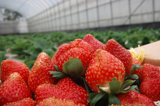 a bunch of strawberries sitting on a table in a greenhouse