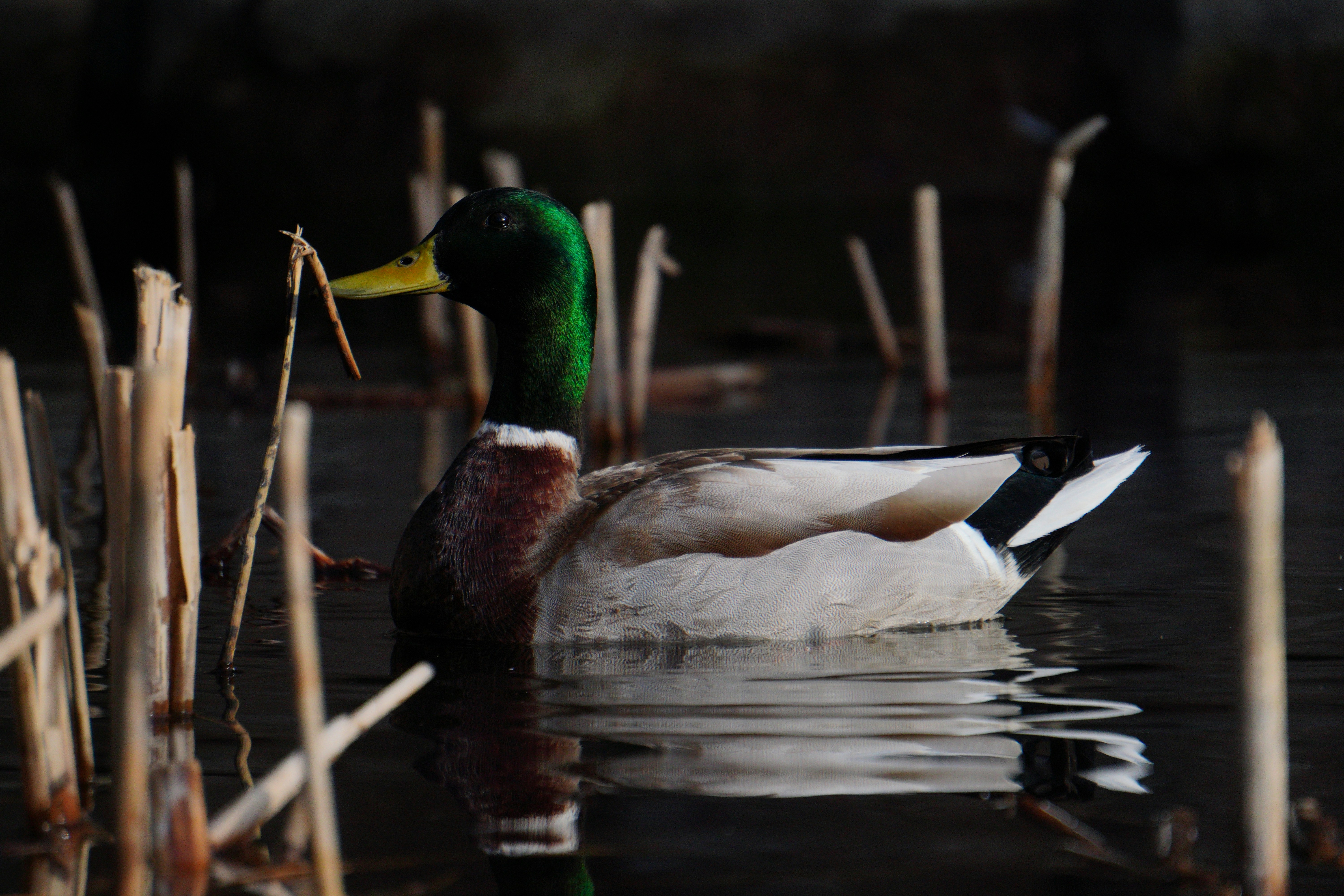 a duck swimming on top of a body of water