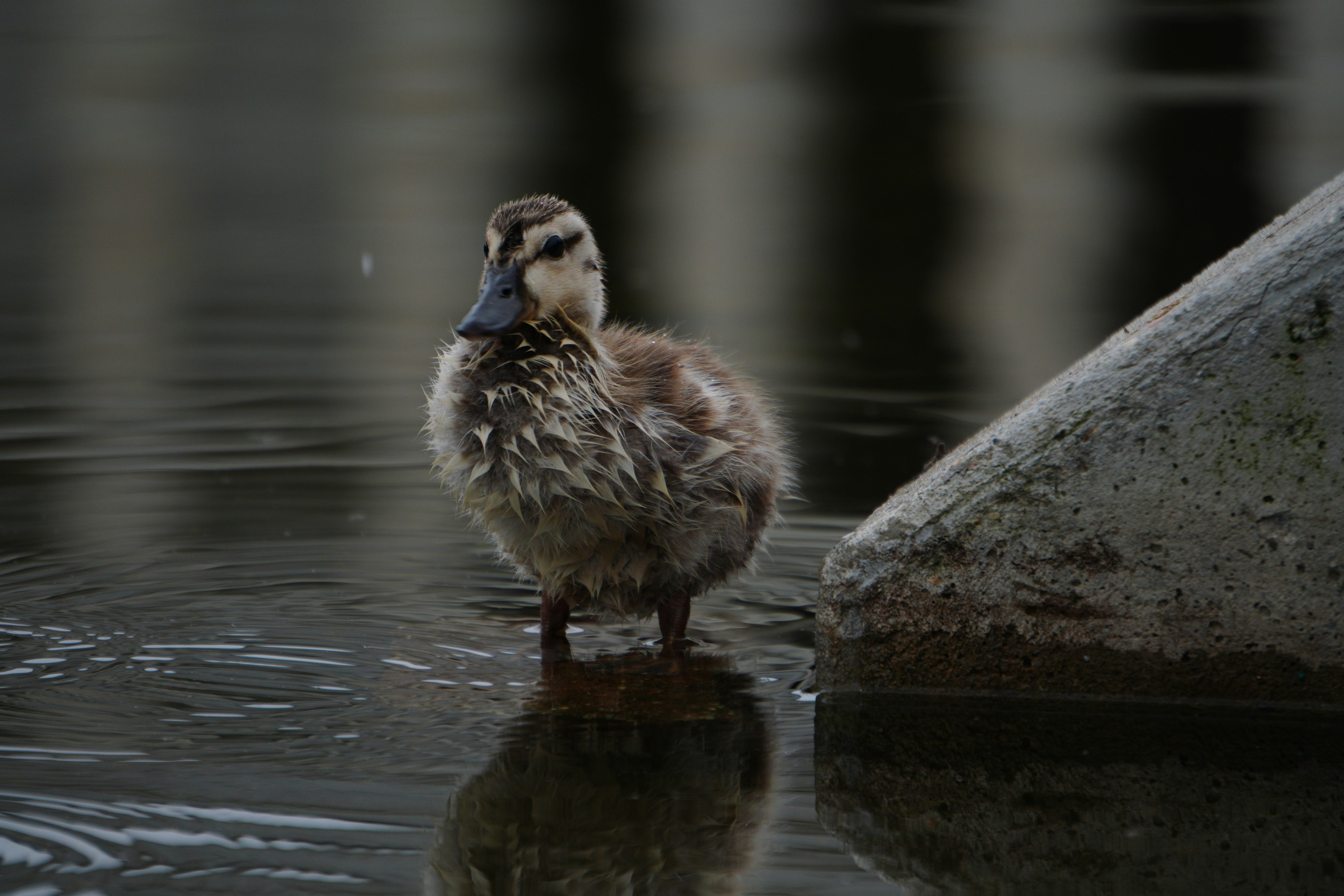 a duck standing in the water next to a rock
