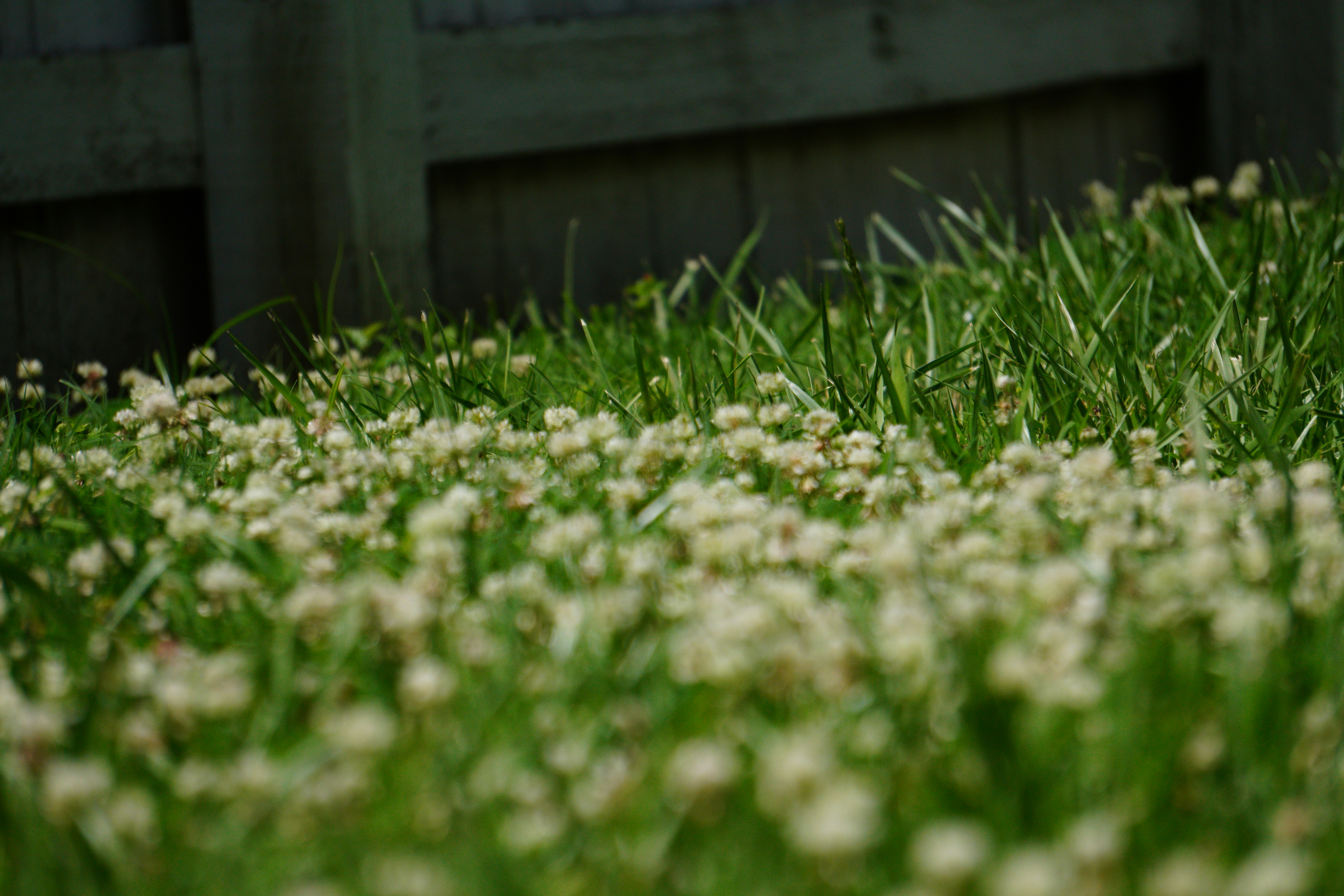 a bunch of white flowers in the grass