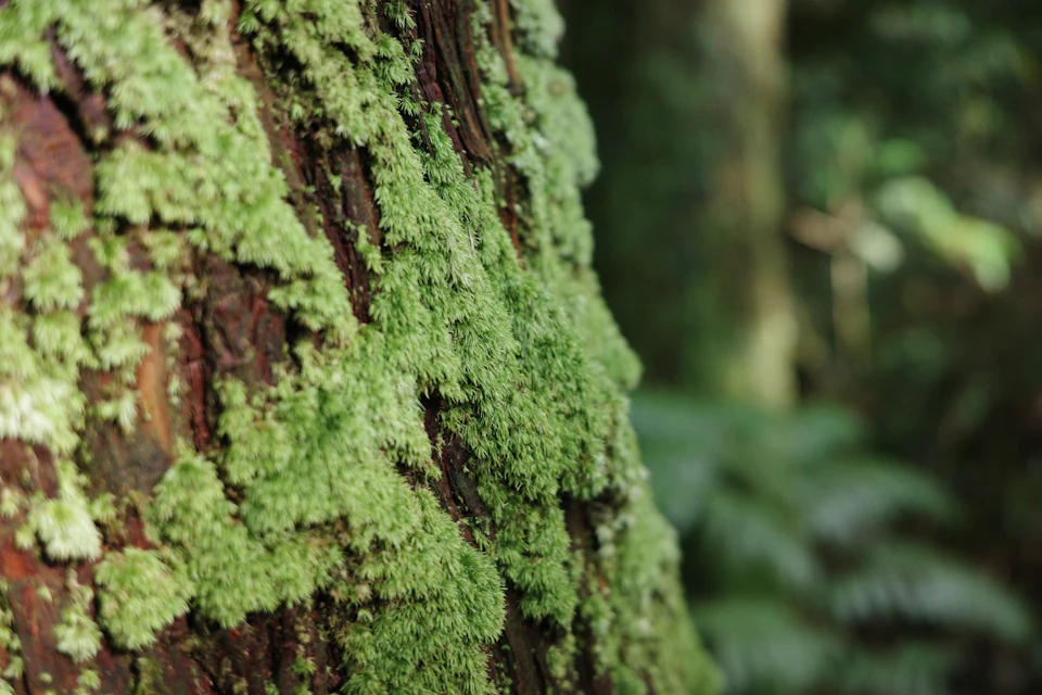 Close-up view of tree trunk covered in vibrant green moss and lichen growth