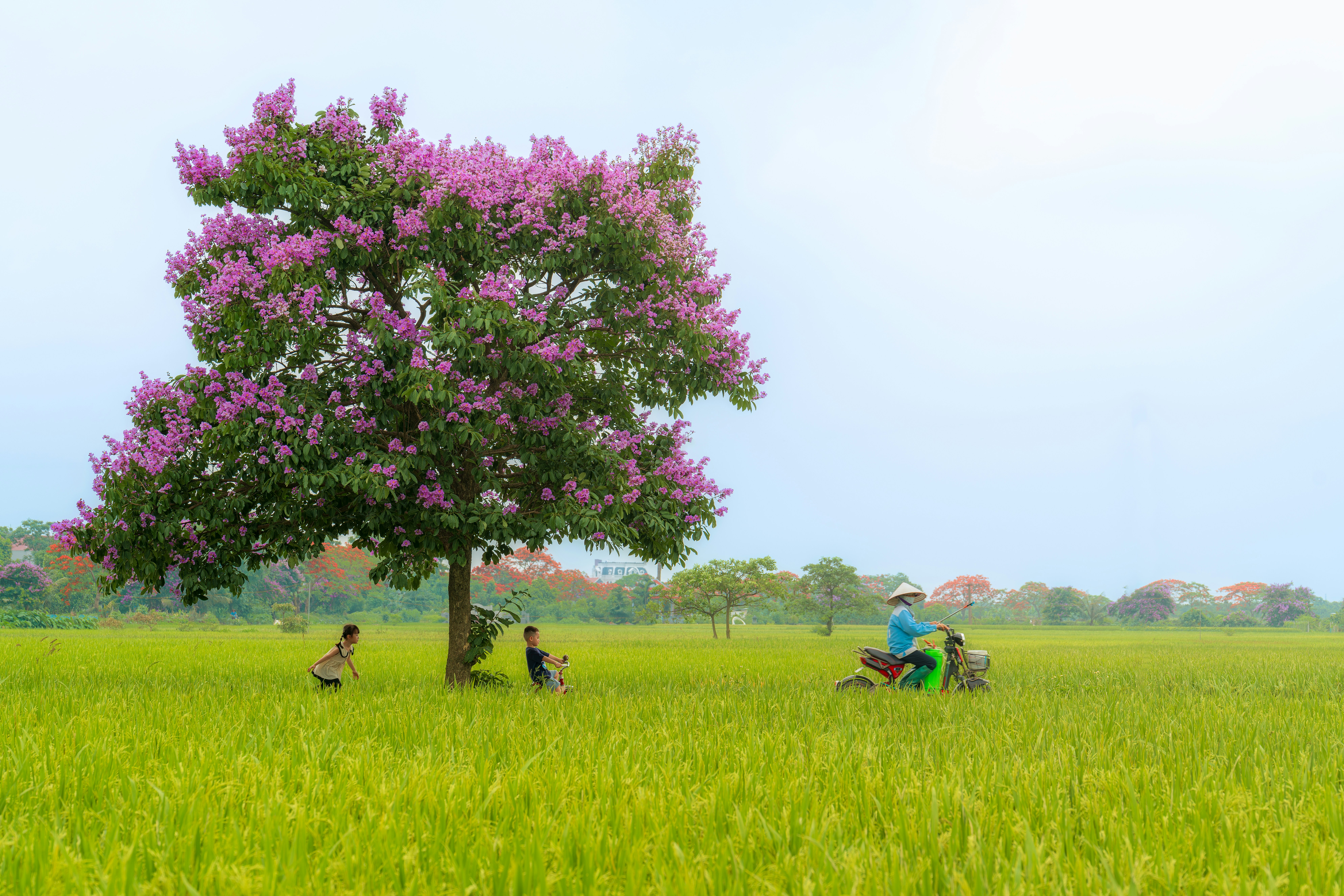 a group of people sitting under a tree in a field