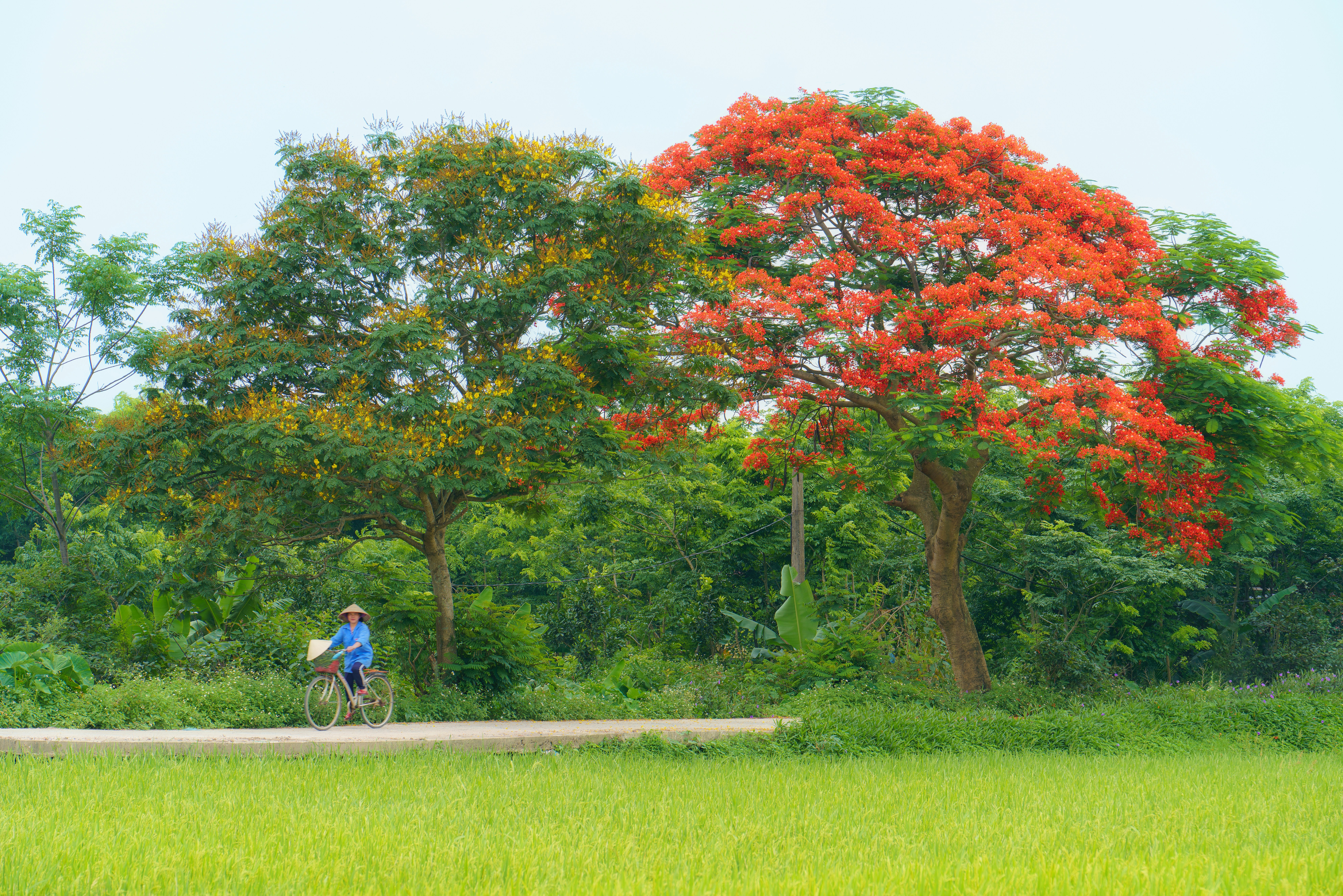 a man riding a bike down a road next to a lush green field