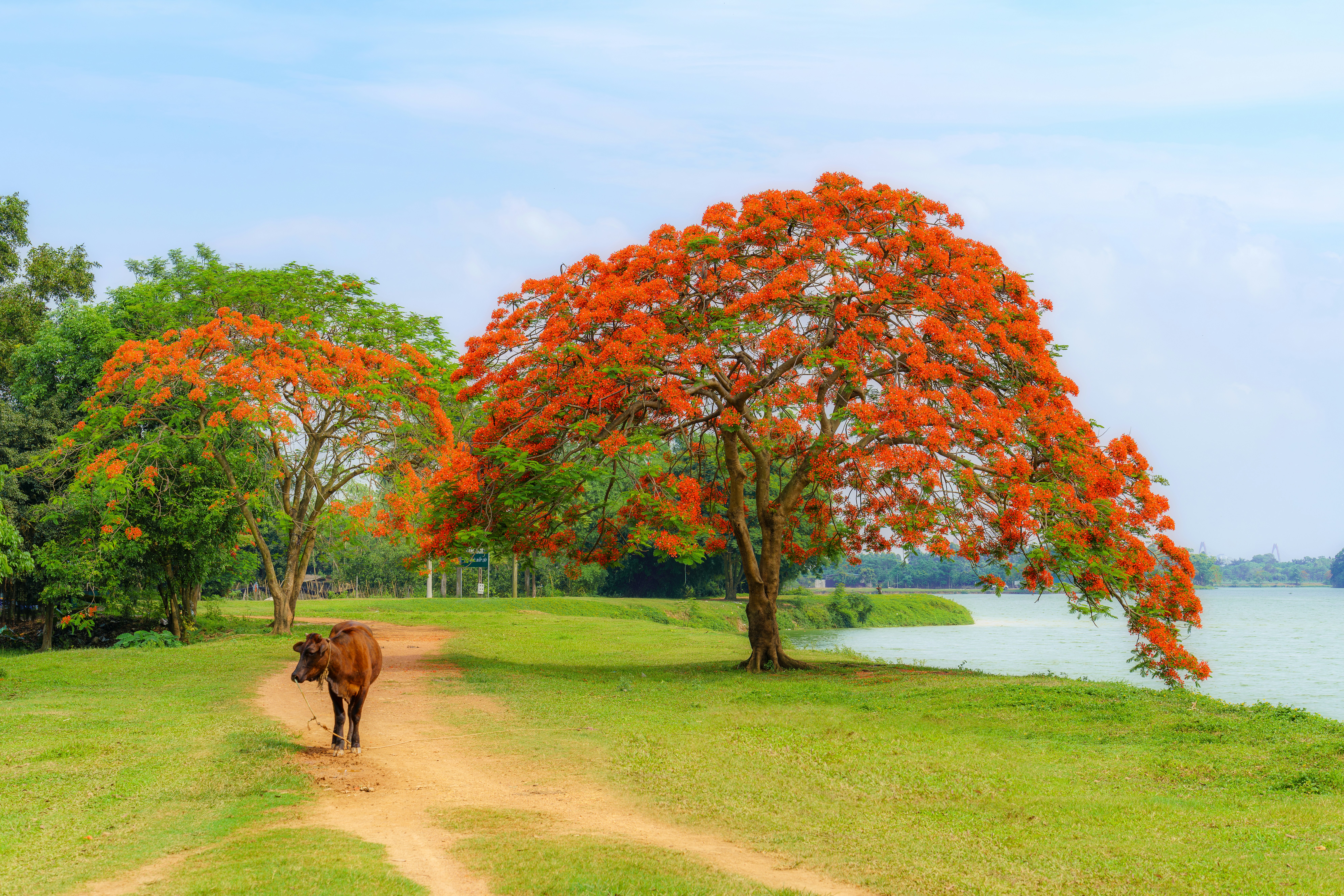 a cow walking down a dirt road next to a tree