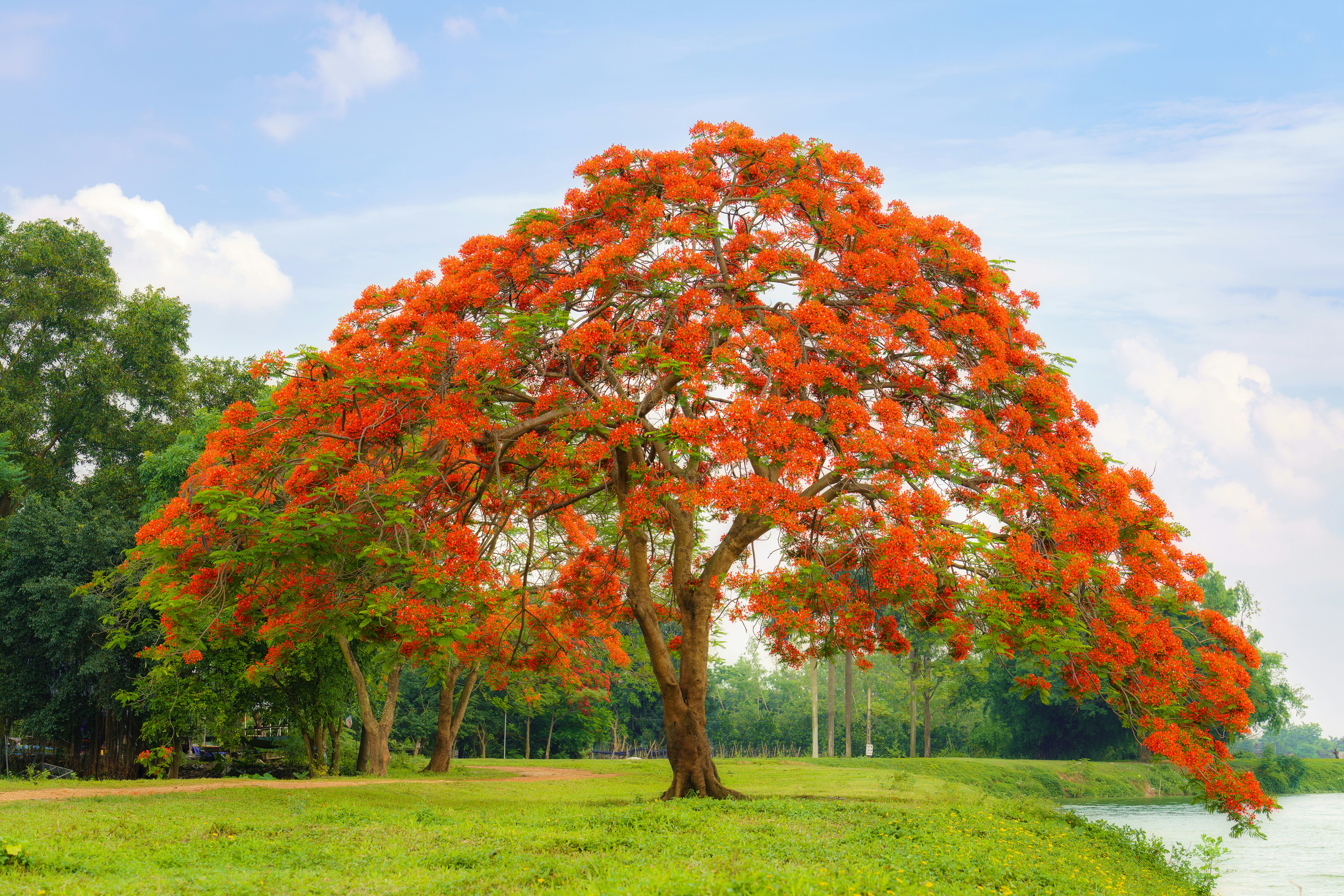 Un árbol con flores de color naranja brillante en un parque foto – Imagen  de Rojo gratuita en Unsplash, image size:3000x2001