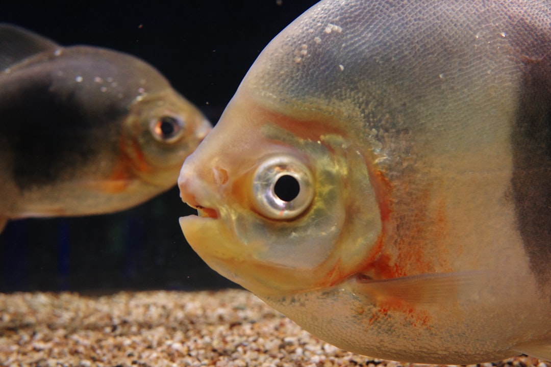 Freshwater aquarium fish