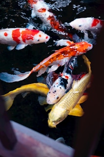 a group of koi fish swimming in a pond