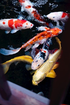 a group of koi fish swimming in a pond