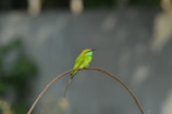 a green and yellow bird sitting on a branch