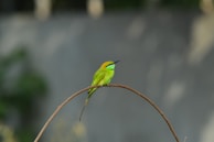 a green and yellow bird sitting on a branch