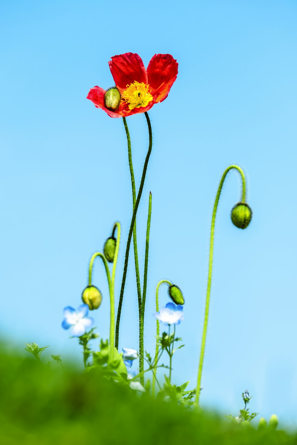 a red flower with a yellow center is in the grass