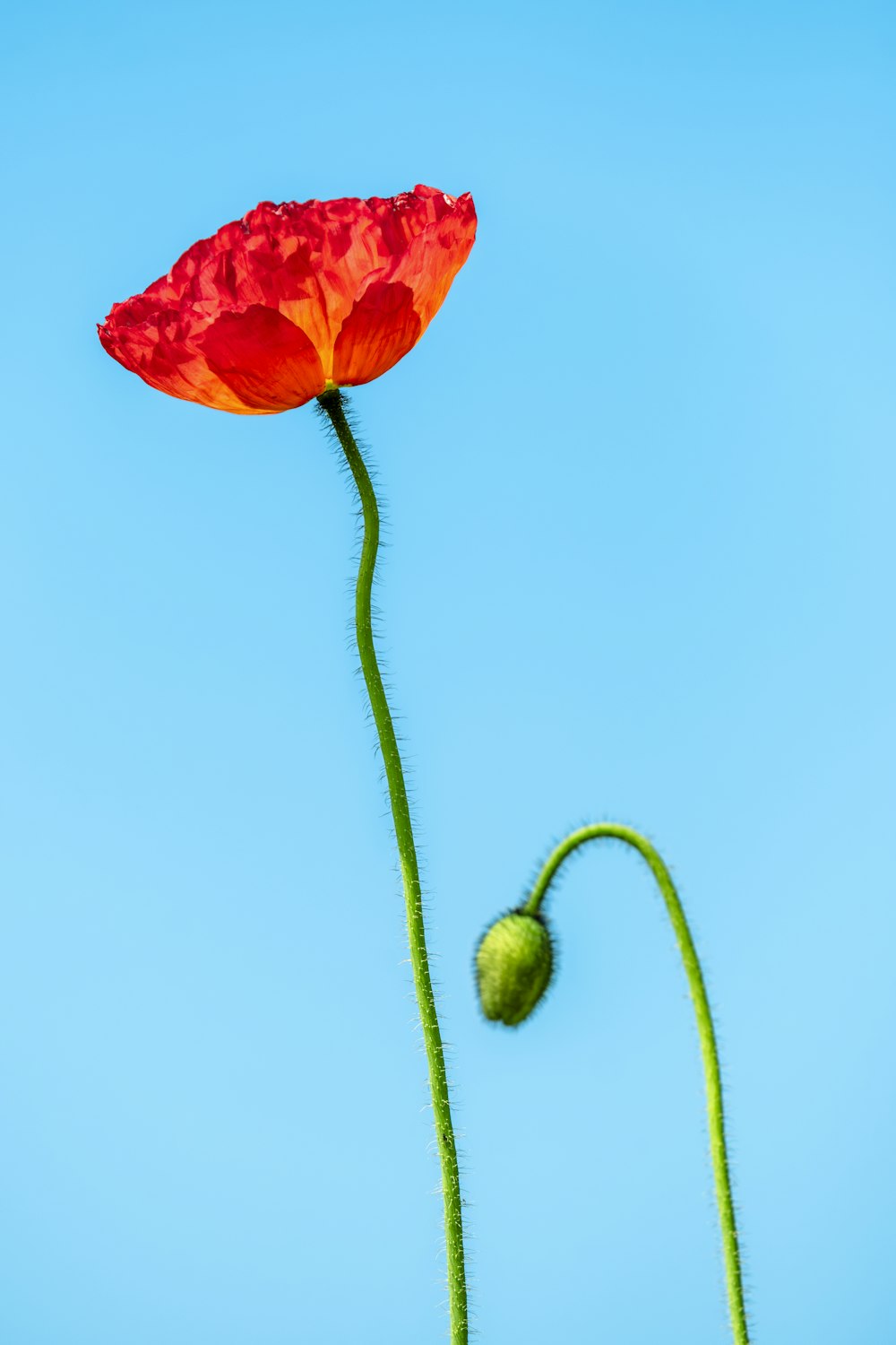 a single red flower with a blue sky in the background