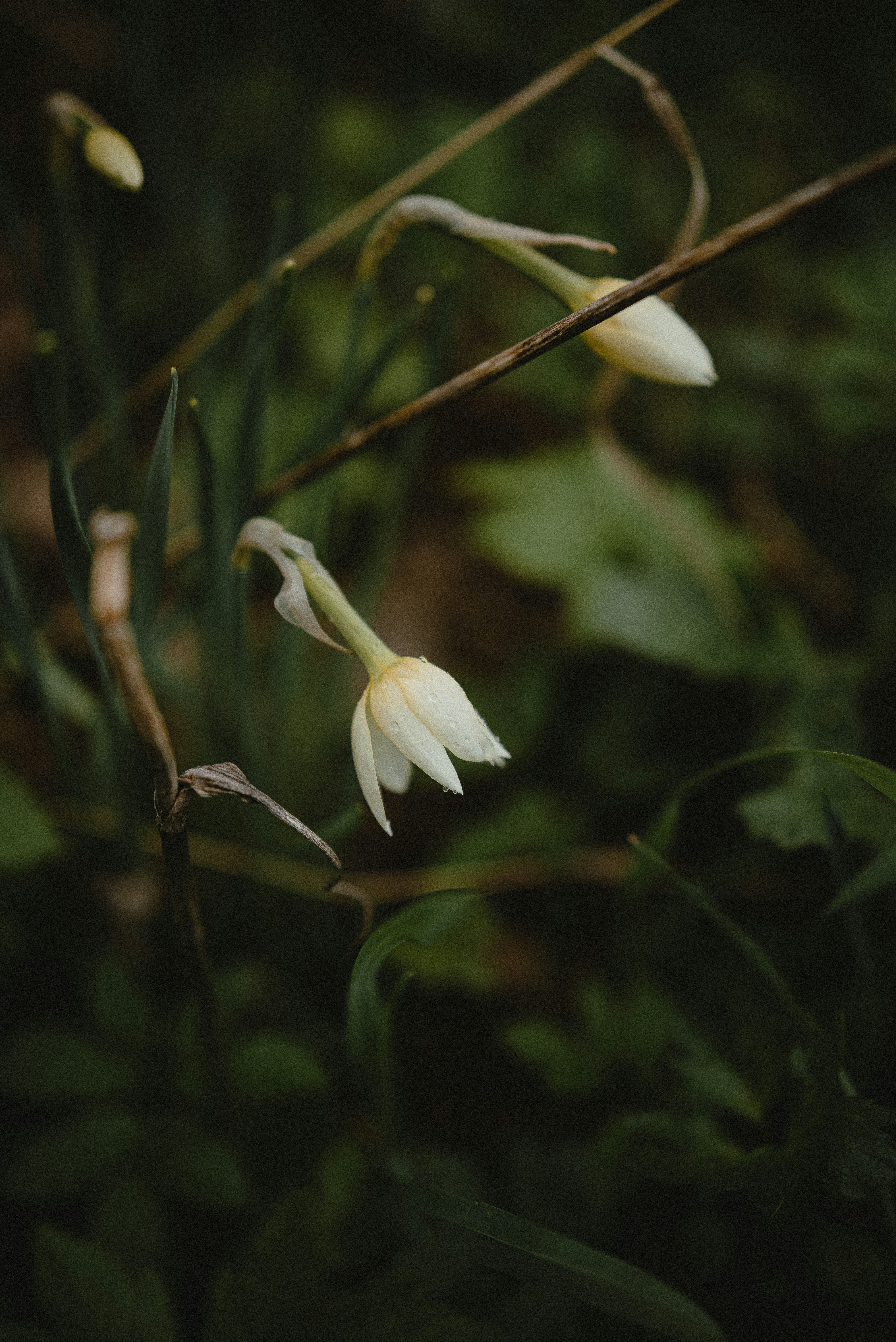 Photo by luniavis