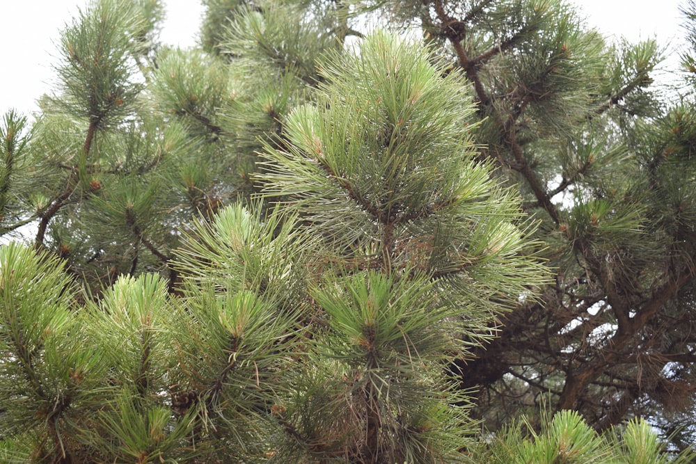 a bird perched on top of a pine tree