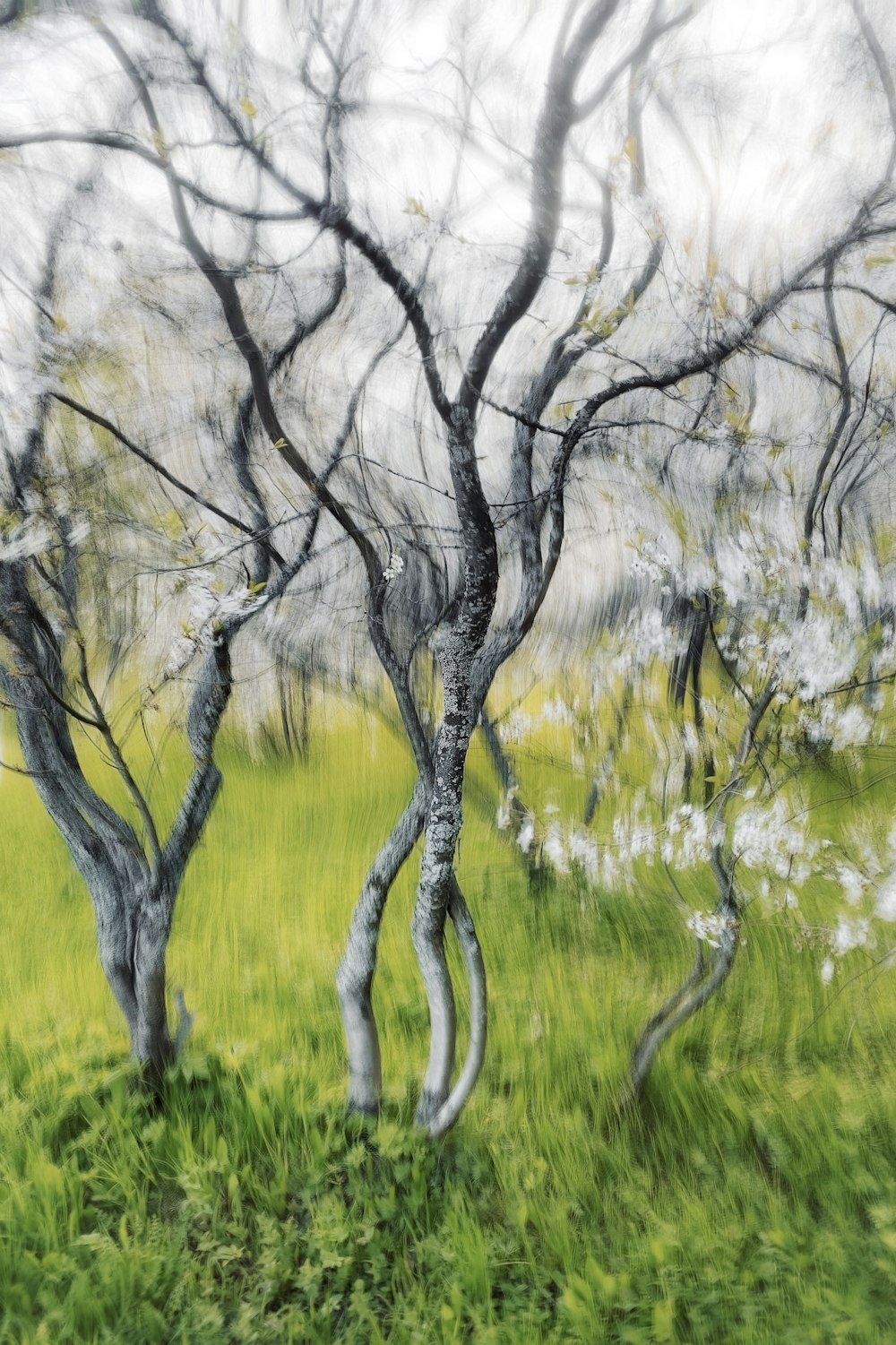 a painting of trees in a grassy field