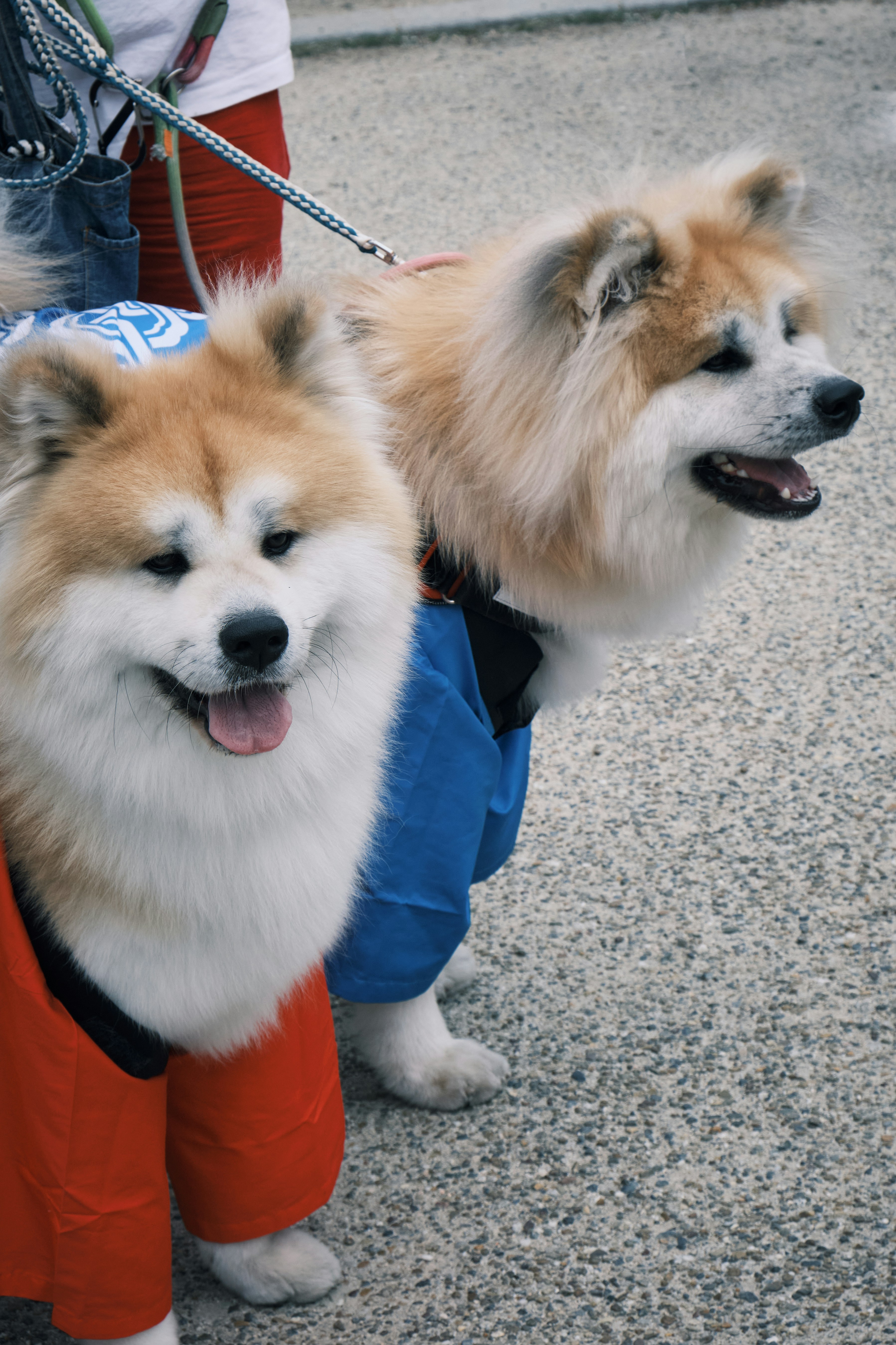 Volunteers from an NGO feeding rescued dogs