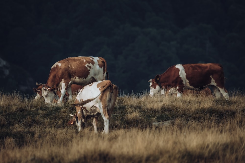 a herd of cows grazing on a dry grass covered field