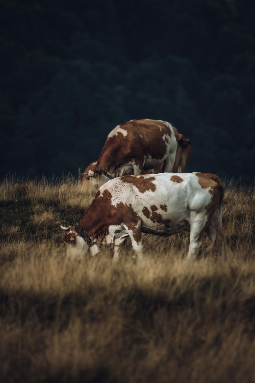 two brown and white cows grazing in a field