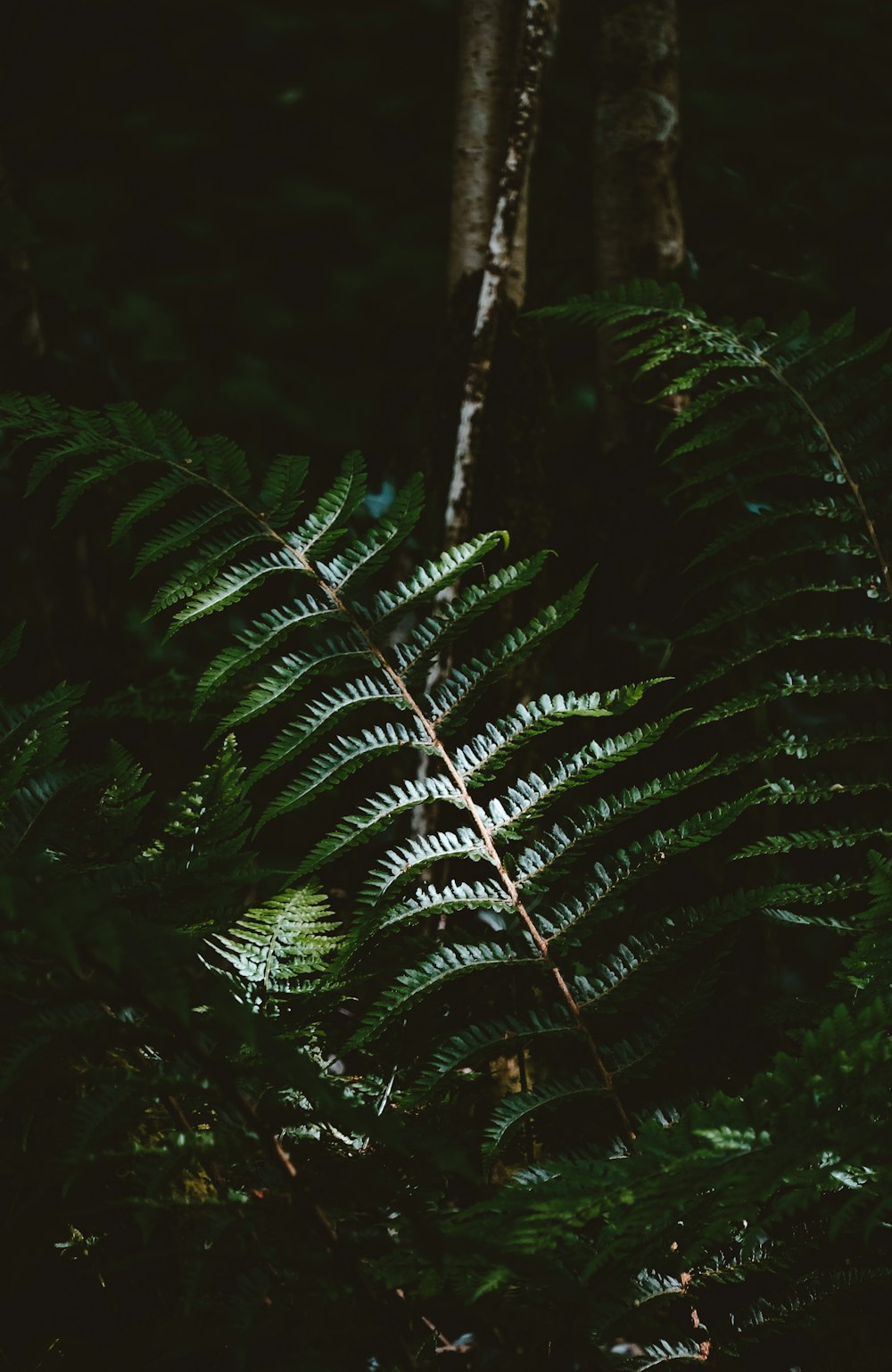 a large fern leaf in the middle of a forest