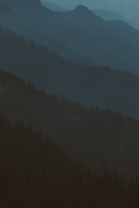 a plane flying over a forest filled with trees