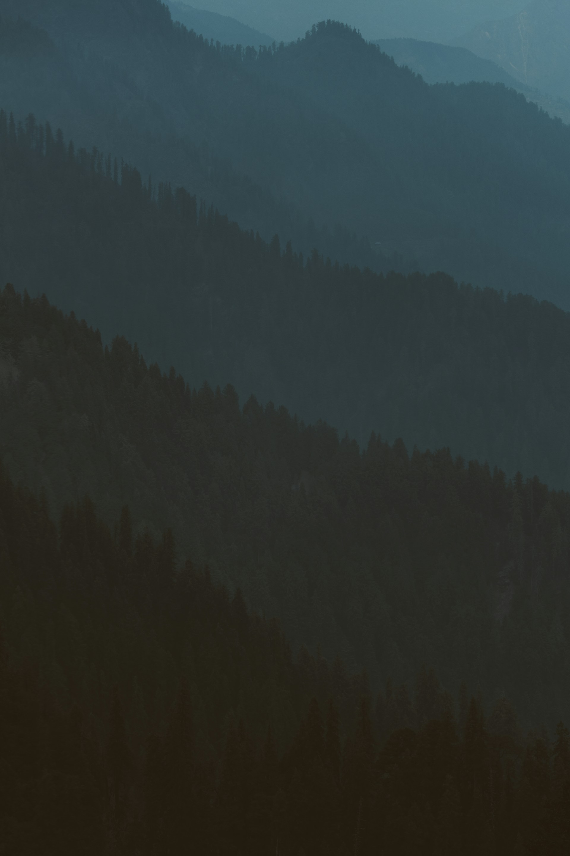 a plane flying over a forest filled with trees