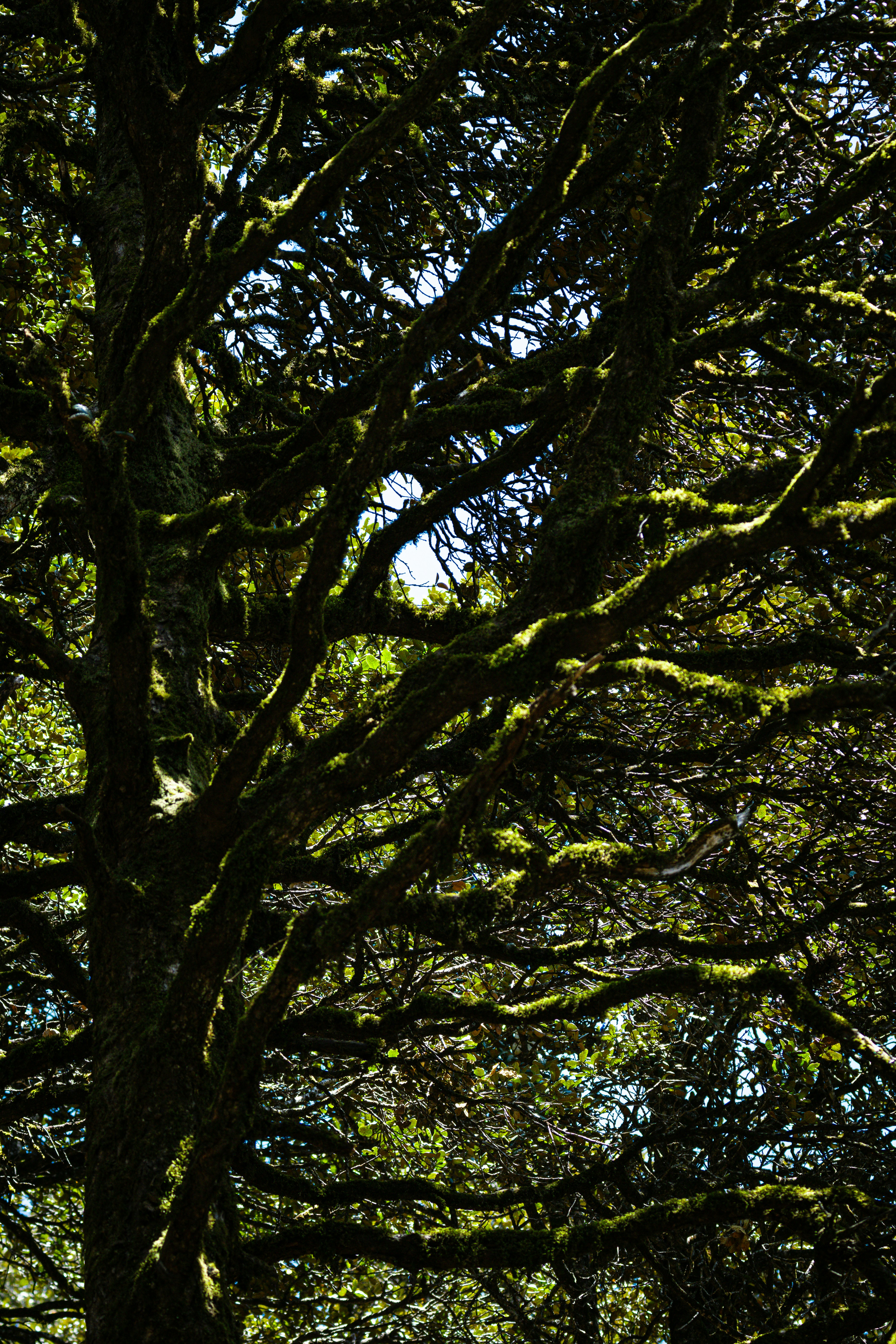 a bench sitting in the middle of a forest