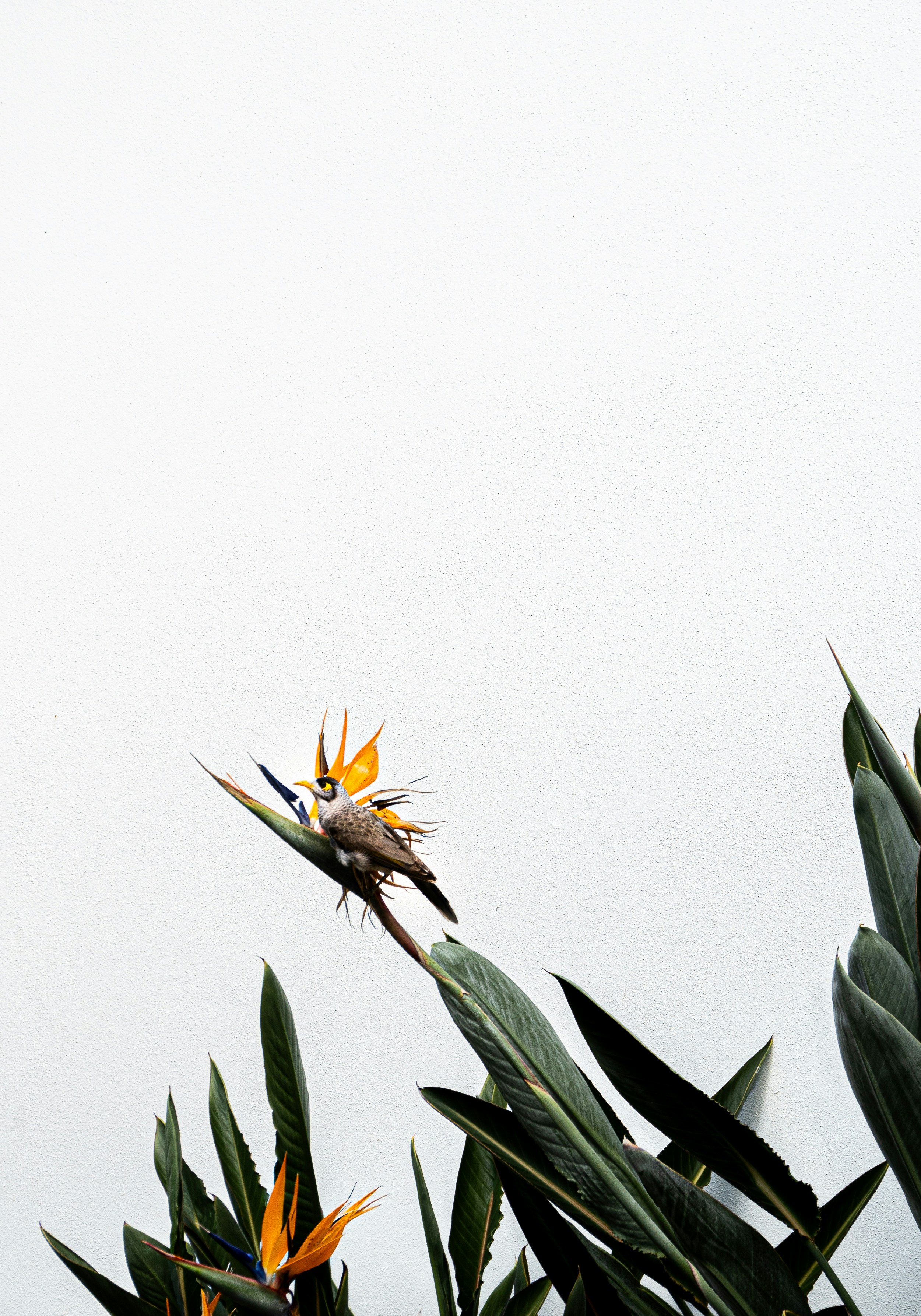 a bird sitting on top of a flower next to a tree