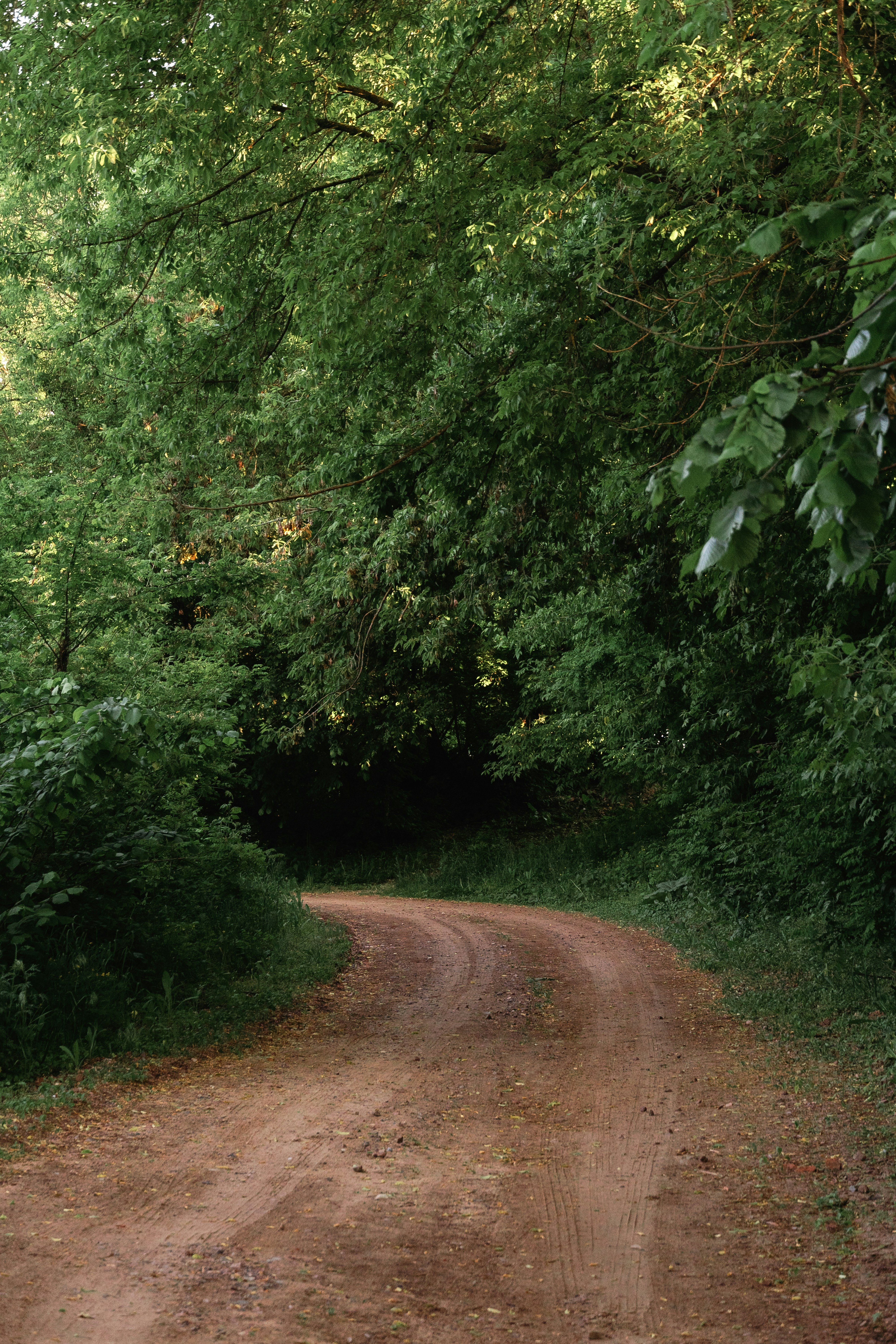 a dirt road in the middle of a forest