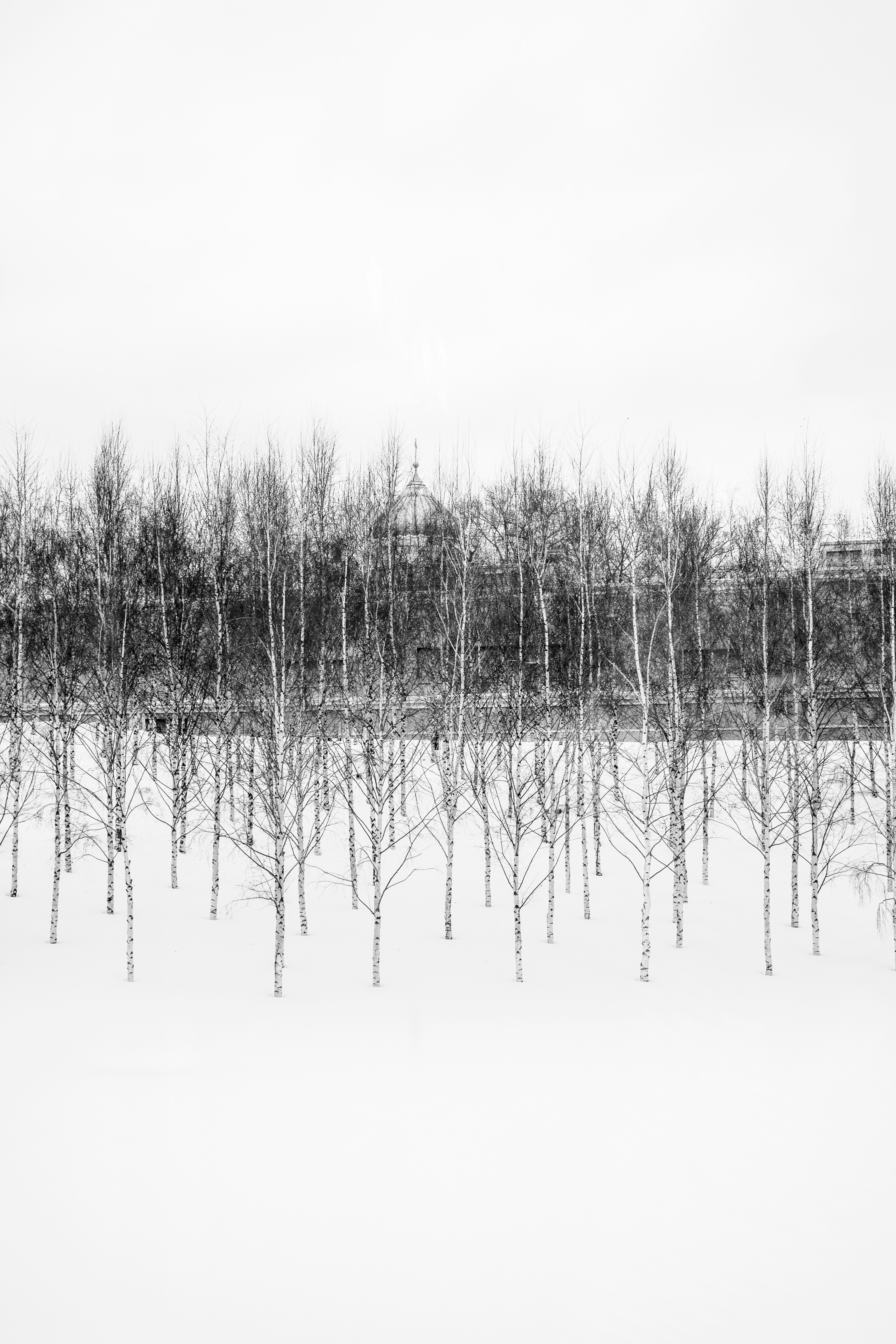 a black and white photo of trees in the snow