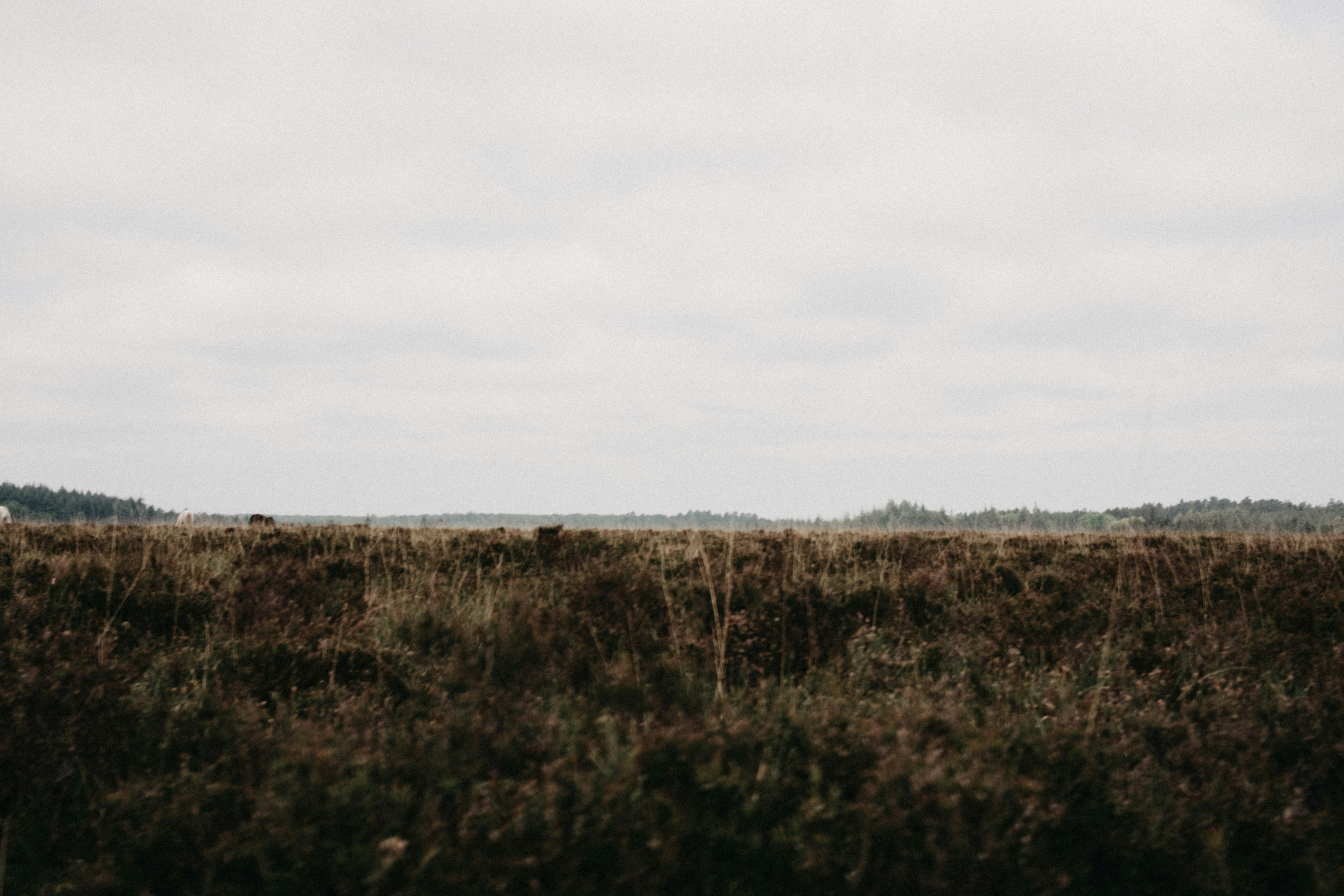 Photo by anniespratt