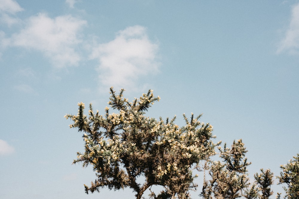 a bird is perched on top of a tree