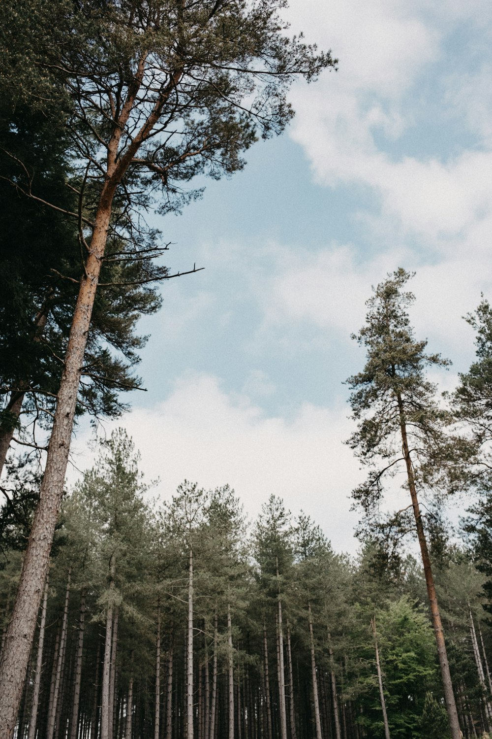 a forest filled with lots of tall trees